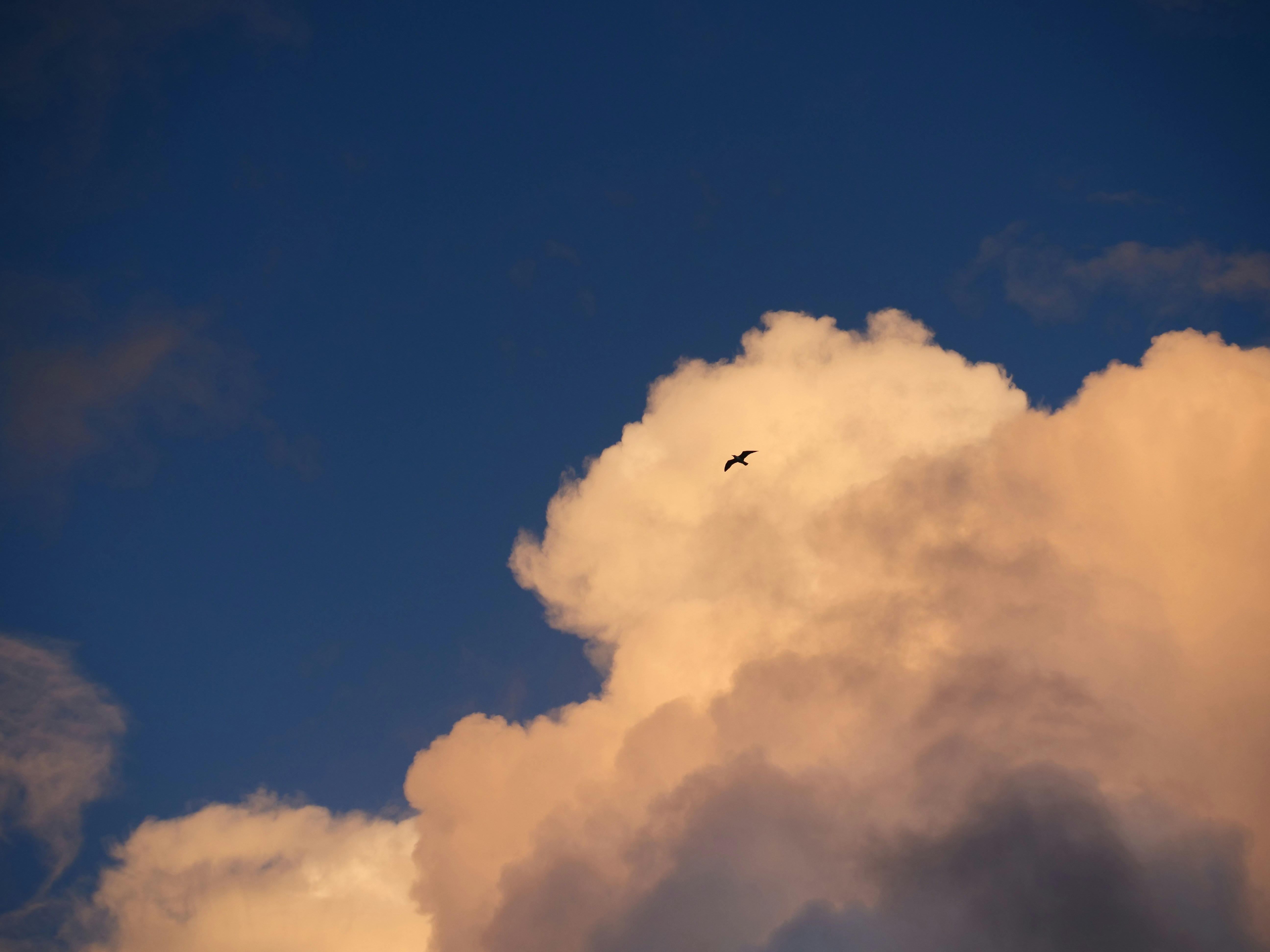 Photo by nimbus_vulpis