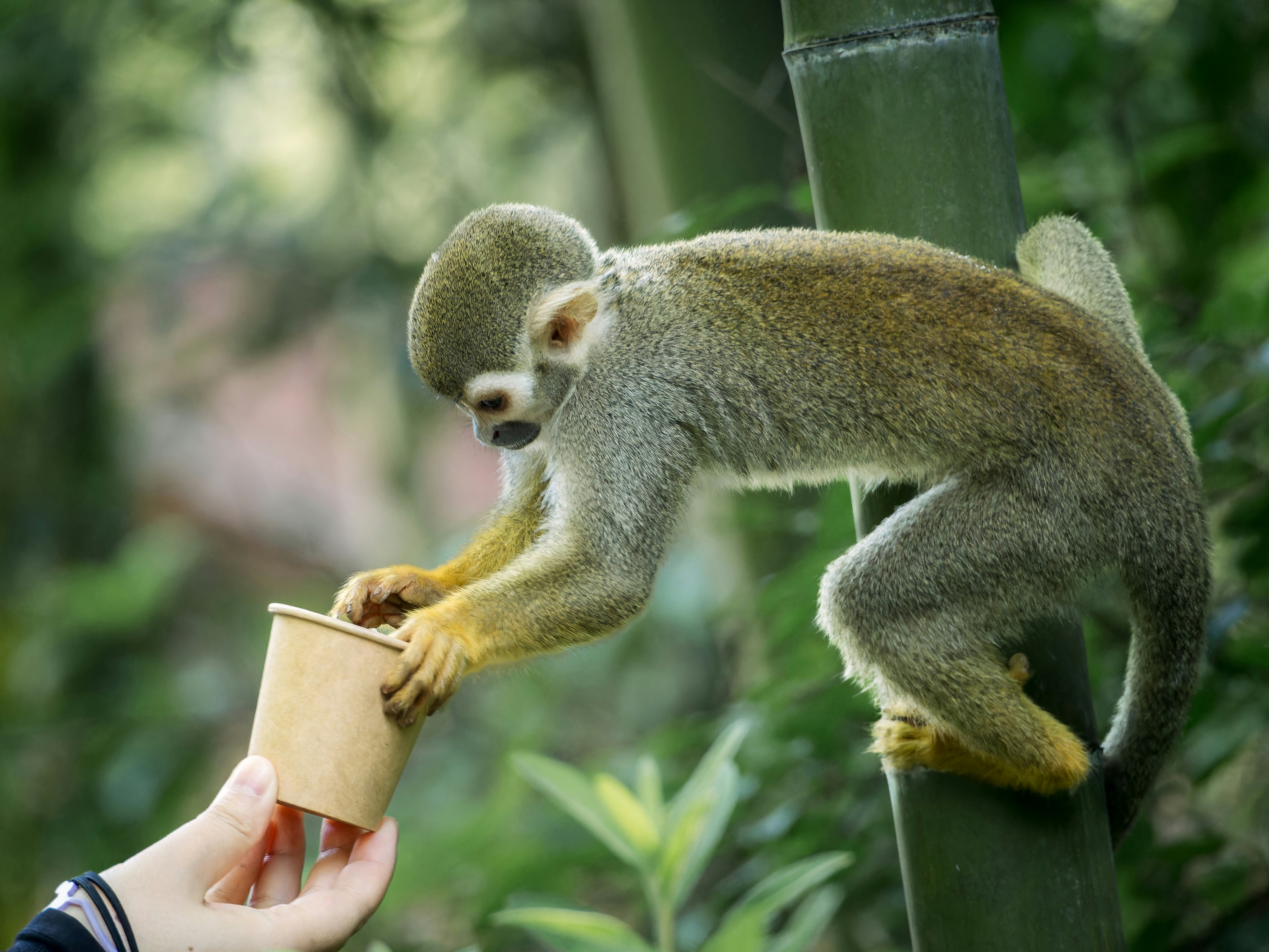 MONKEYS × Polee さるぼっくりー MONKEYS × Polee さるぼっくりー