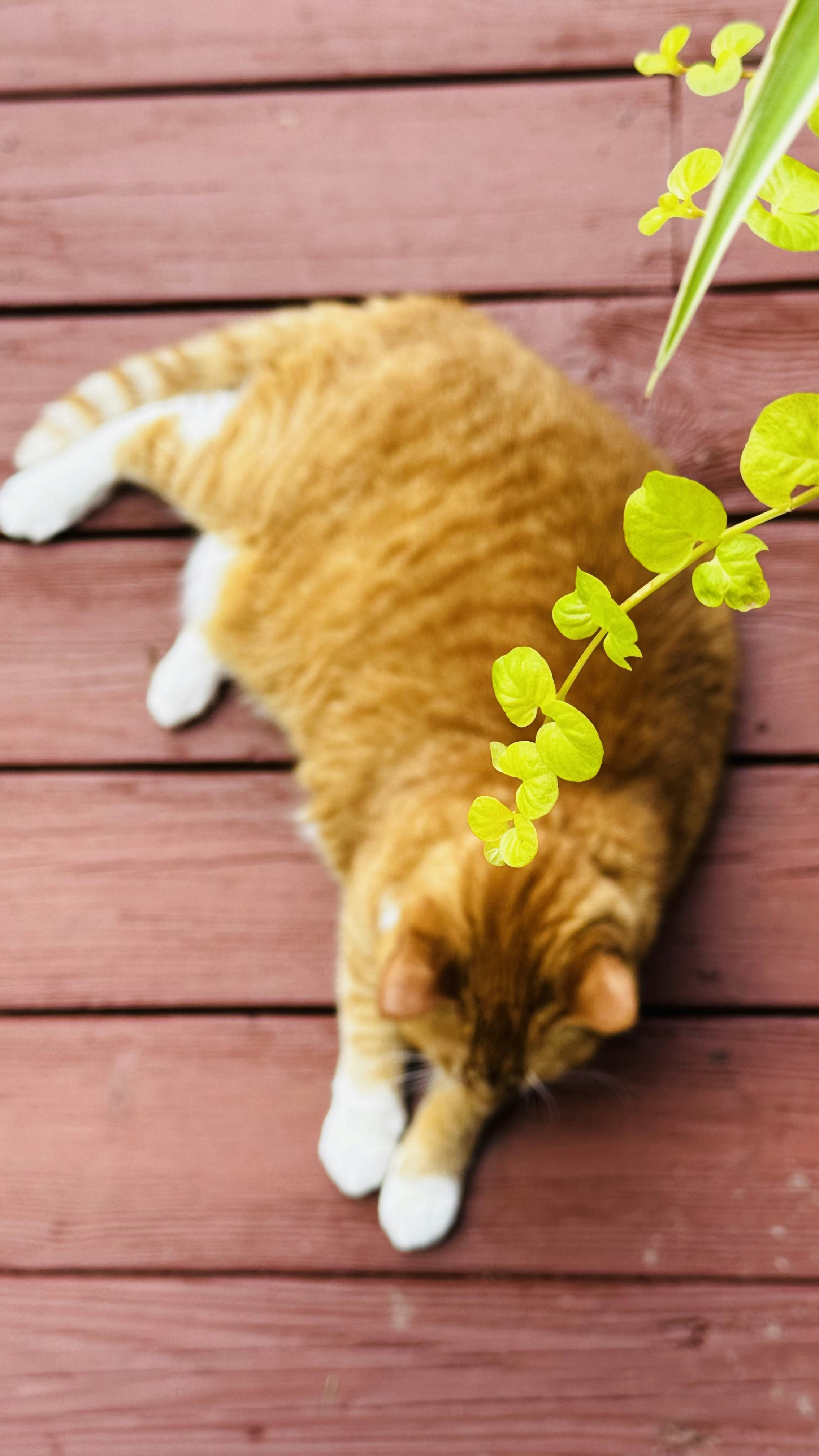 Un gato naranja y blanco tumbado encima de un suelo de madera