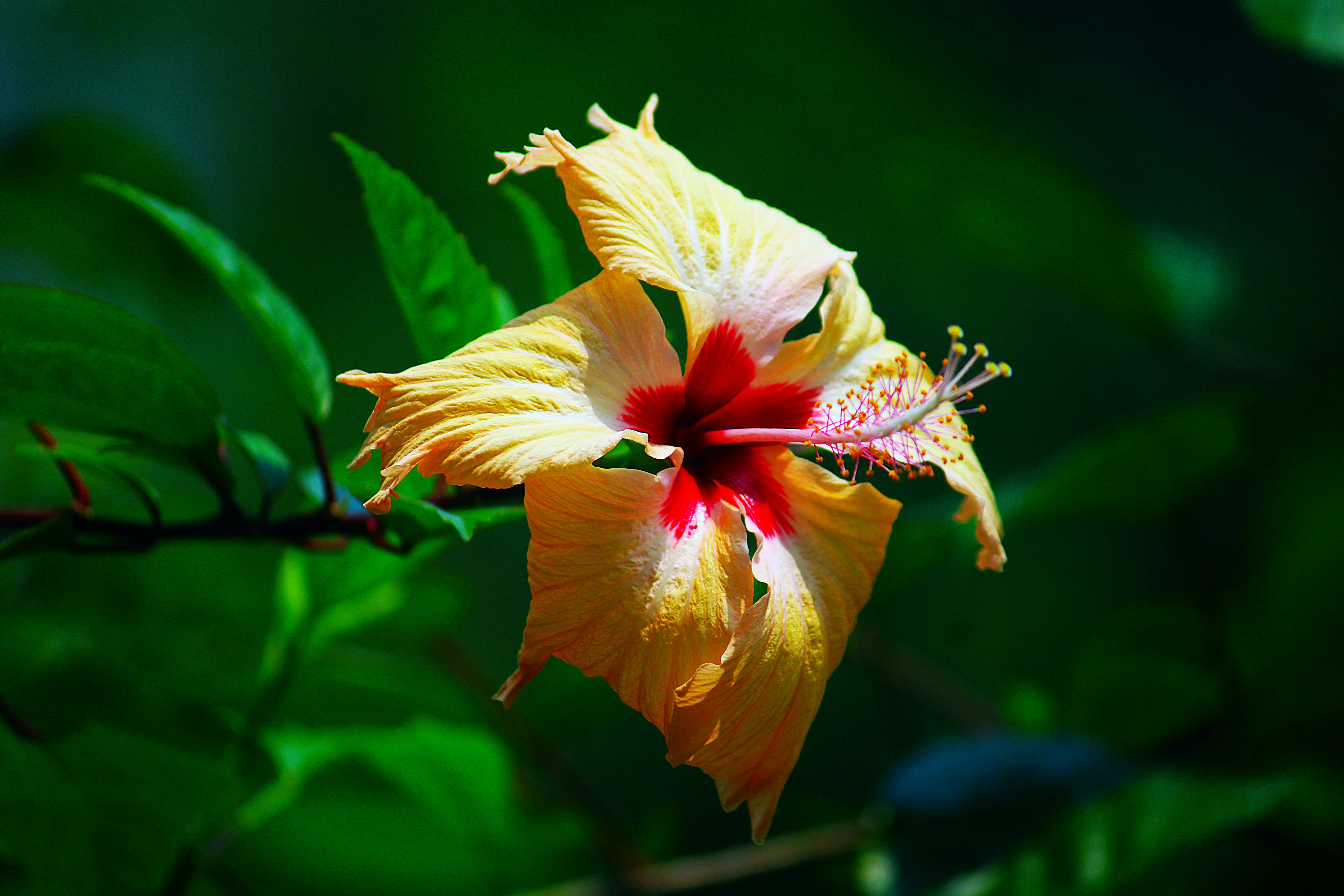 Photo by manoj_poosam