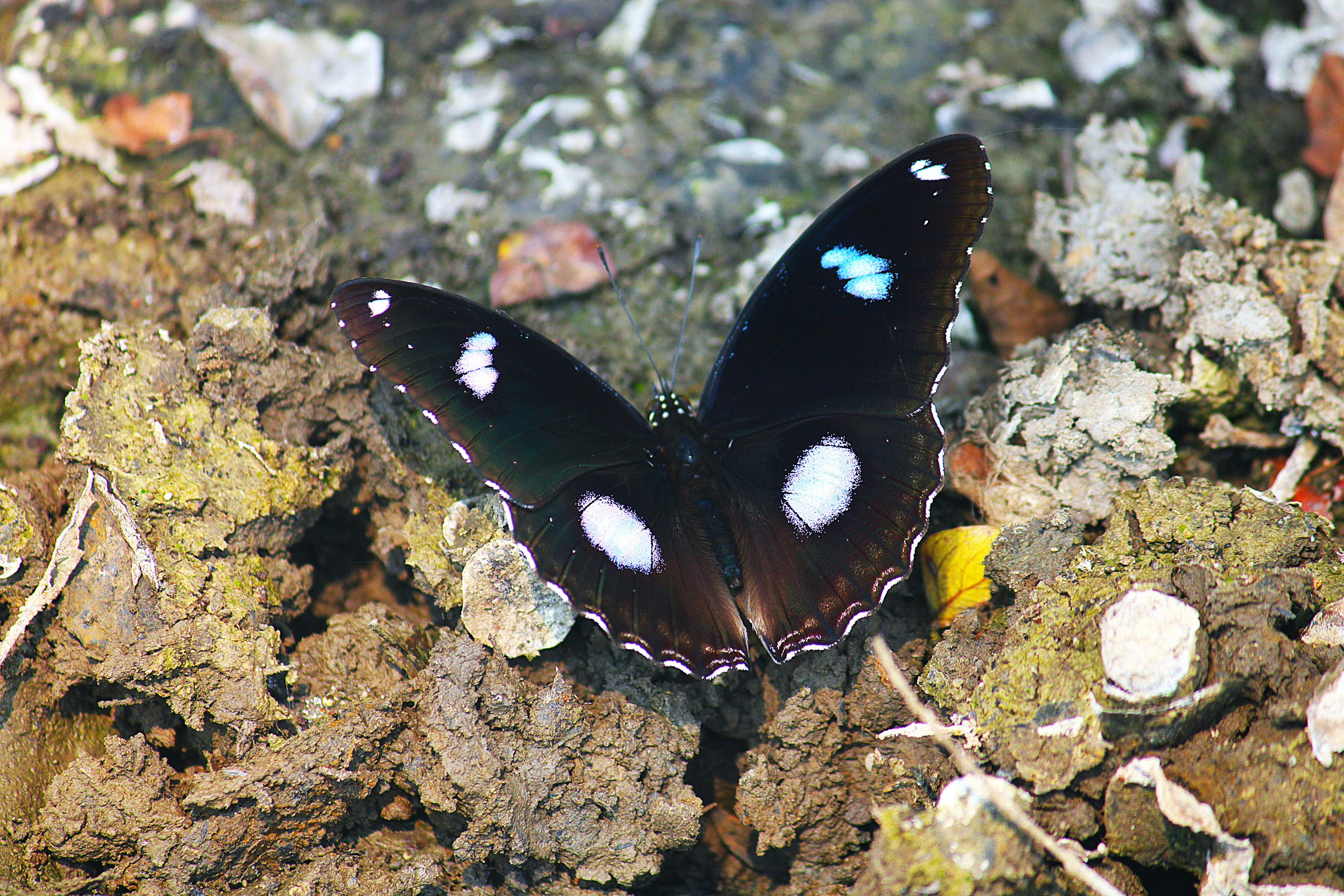 Photo by manoj_poosam