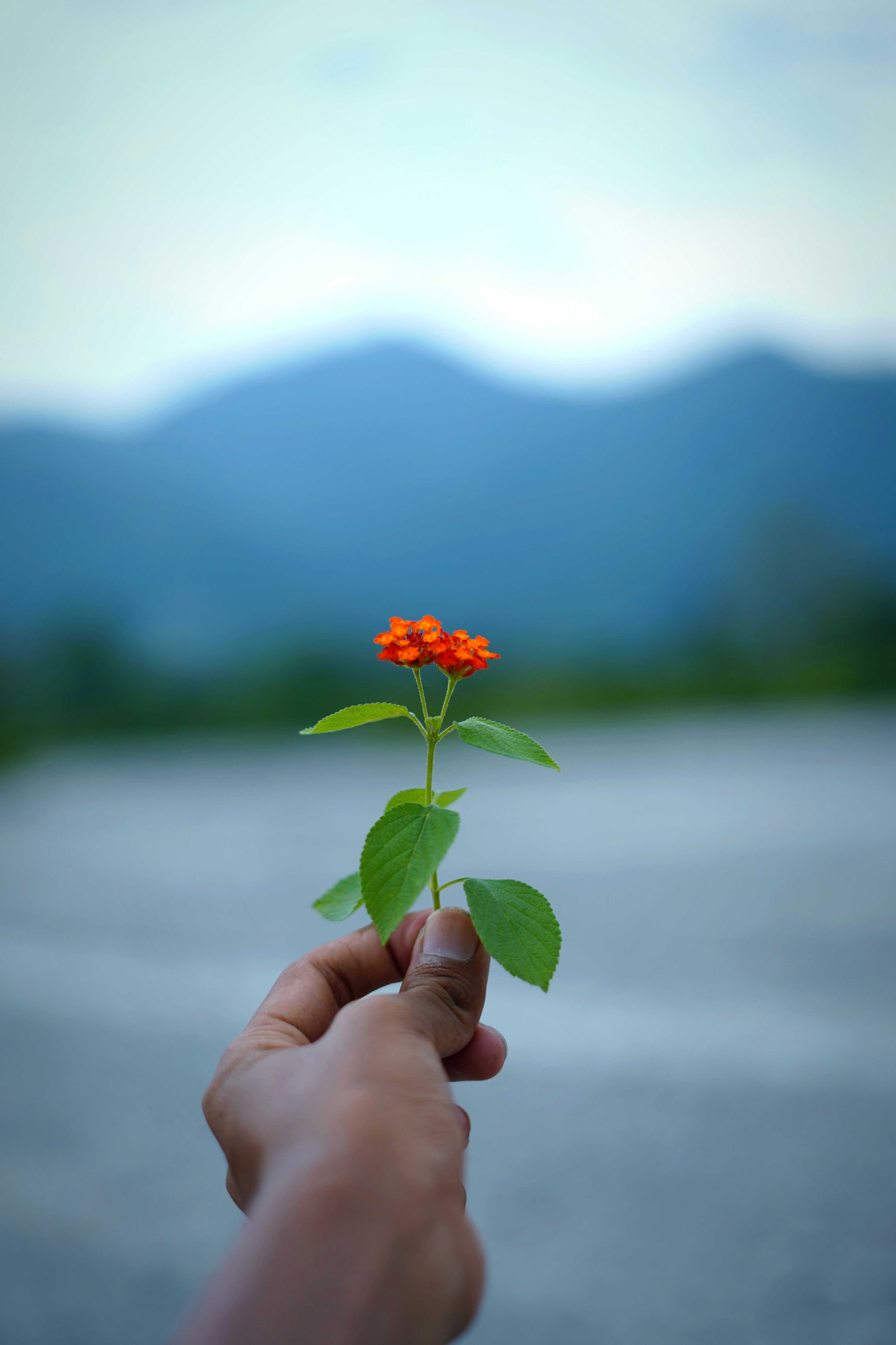 A person holding a small orange flower in their hand
