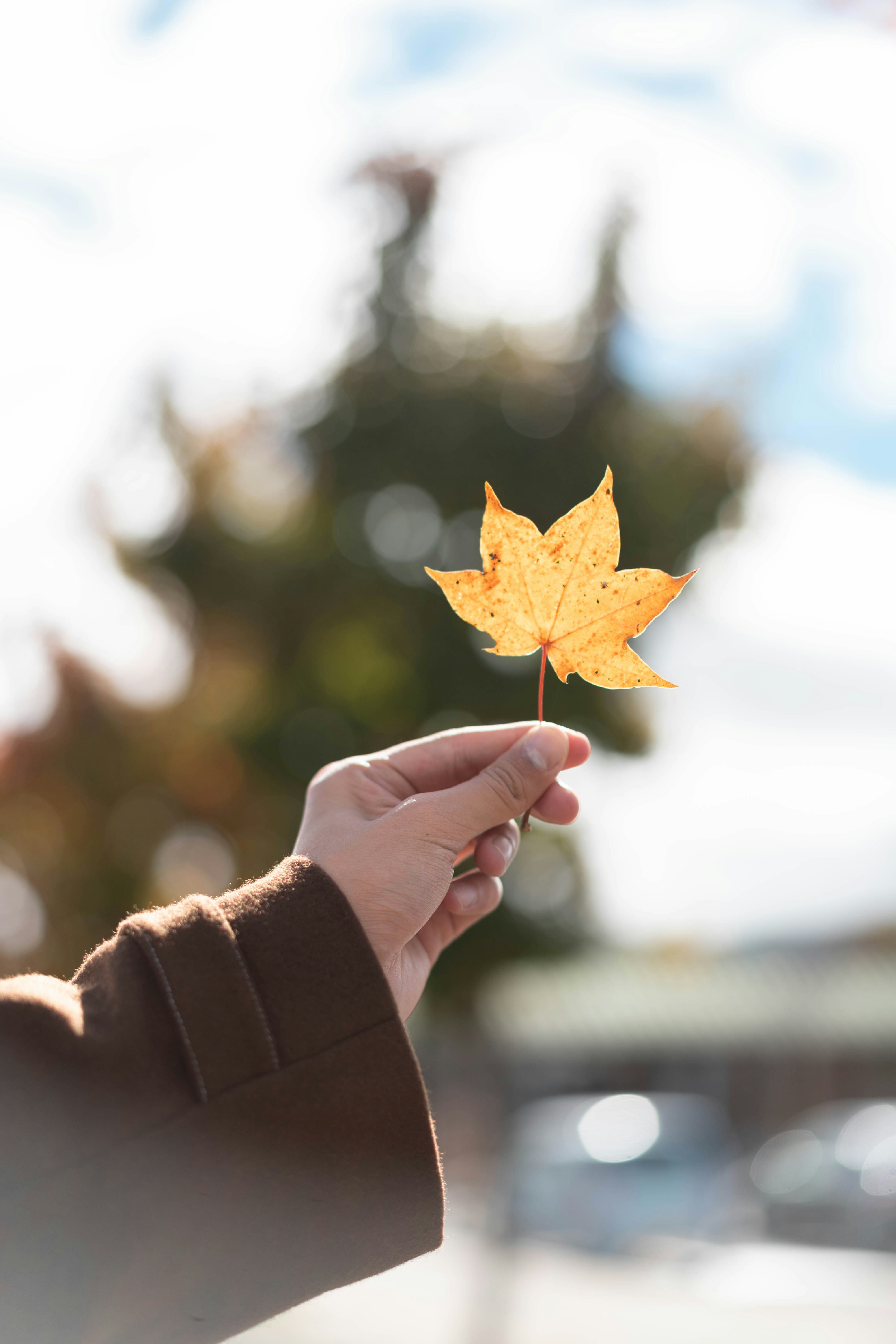 A person holding a yellow leaf in their hand