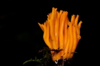 Cordyceps