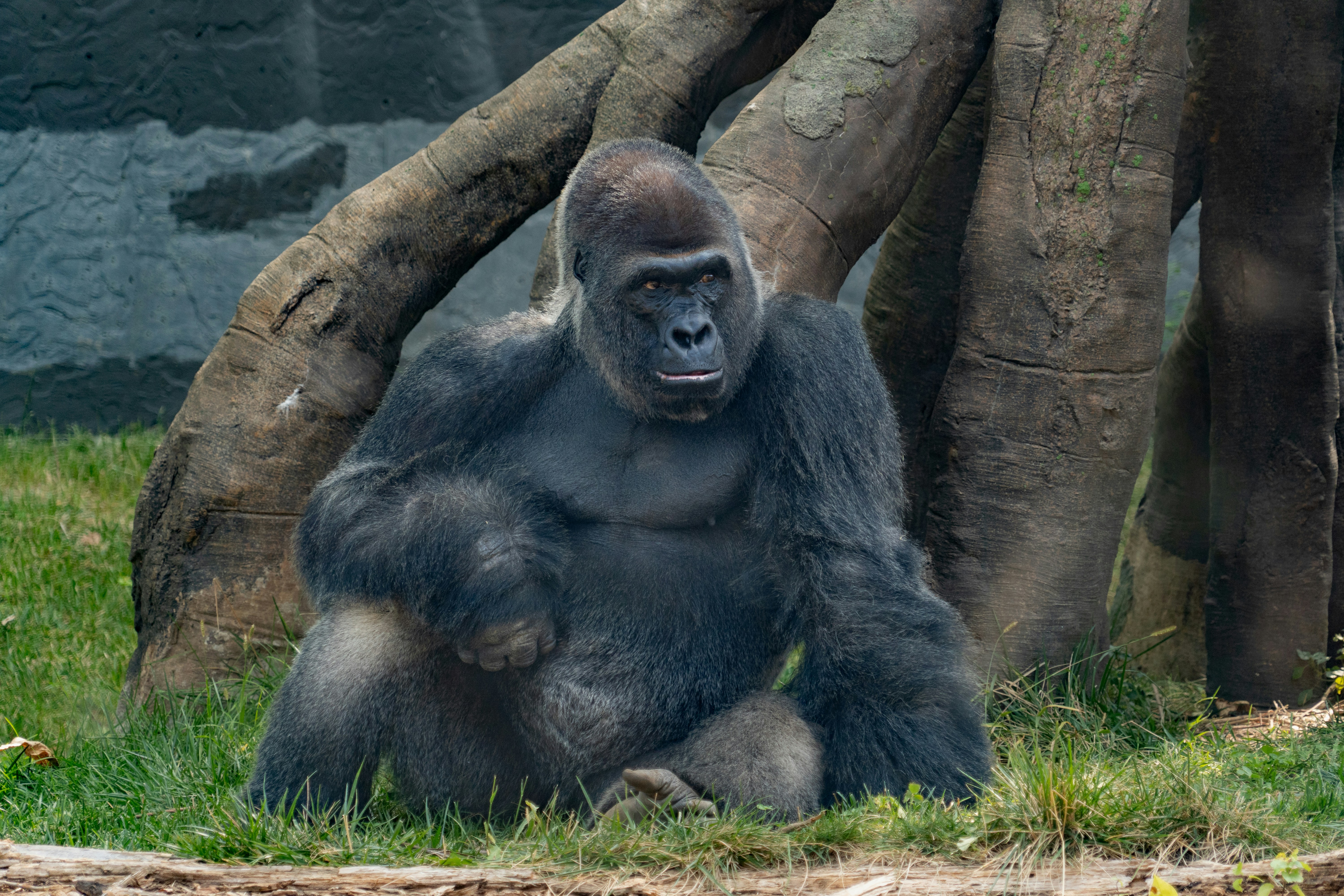 Image of a Gorilla 