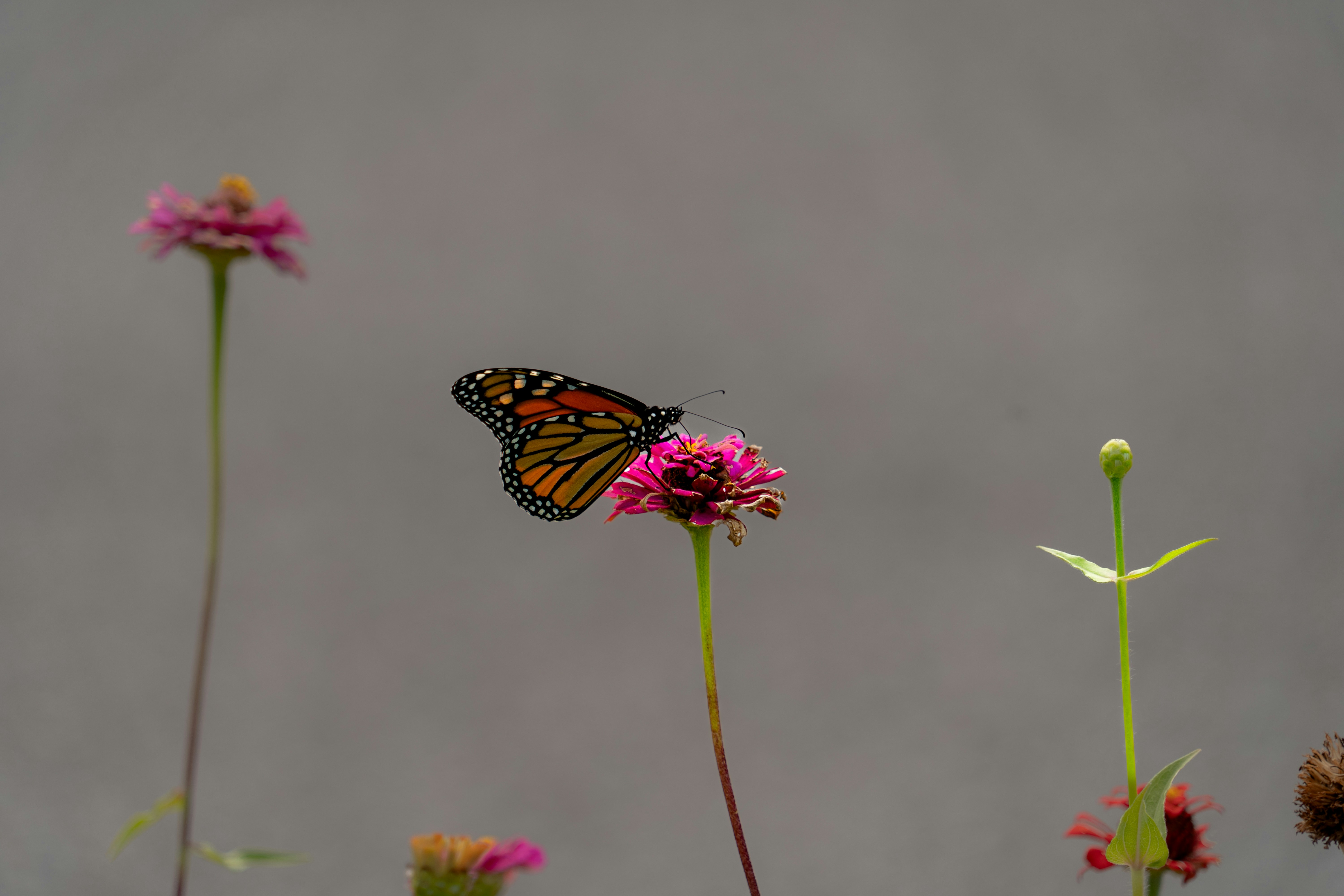 A butterfly sitting on top of a pink flower photo – Free Green Image on ...