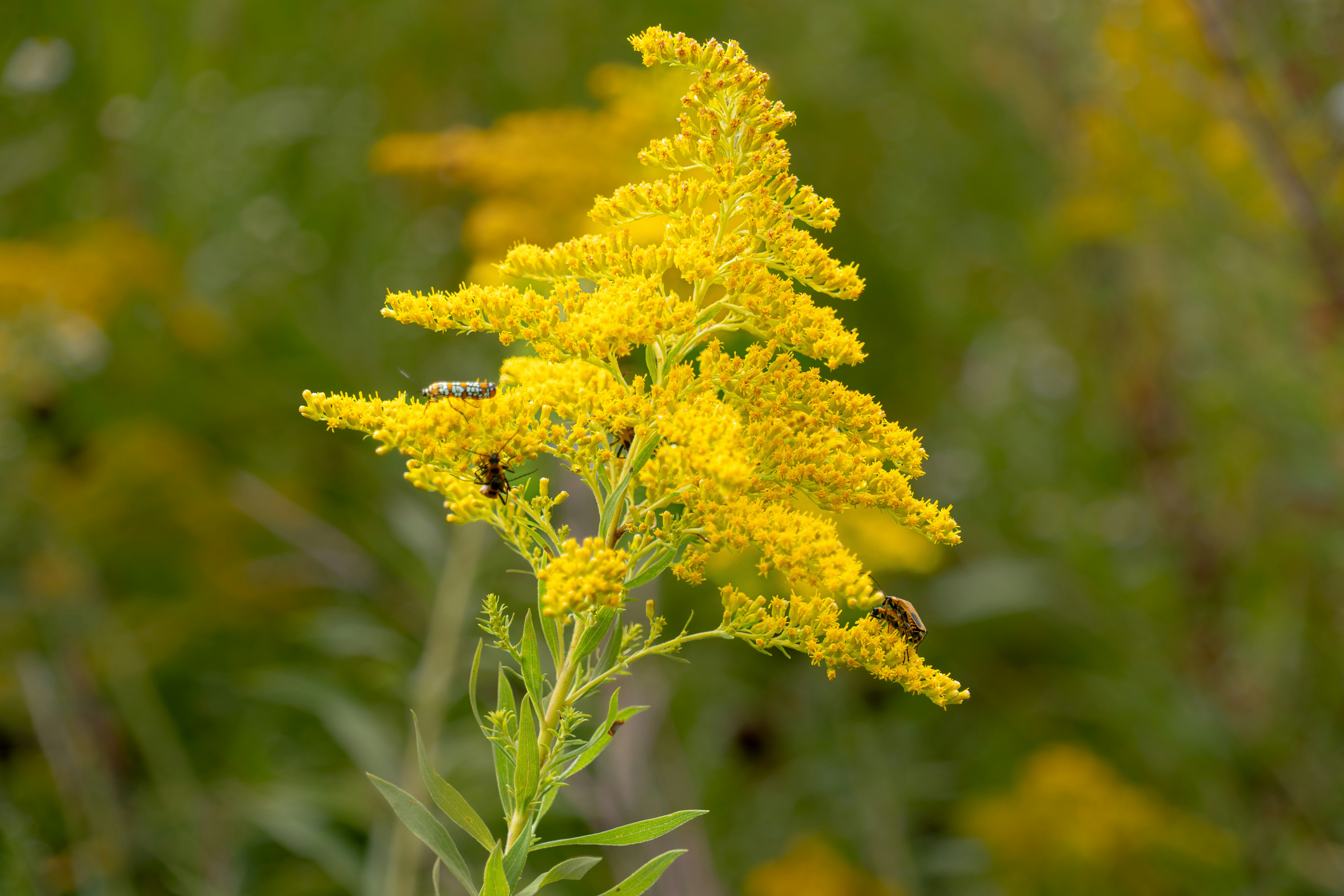 A close up of a yellow flower in a field