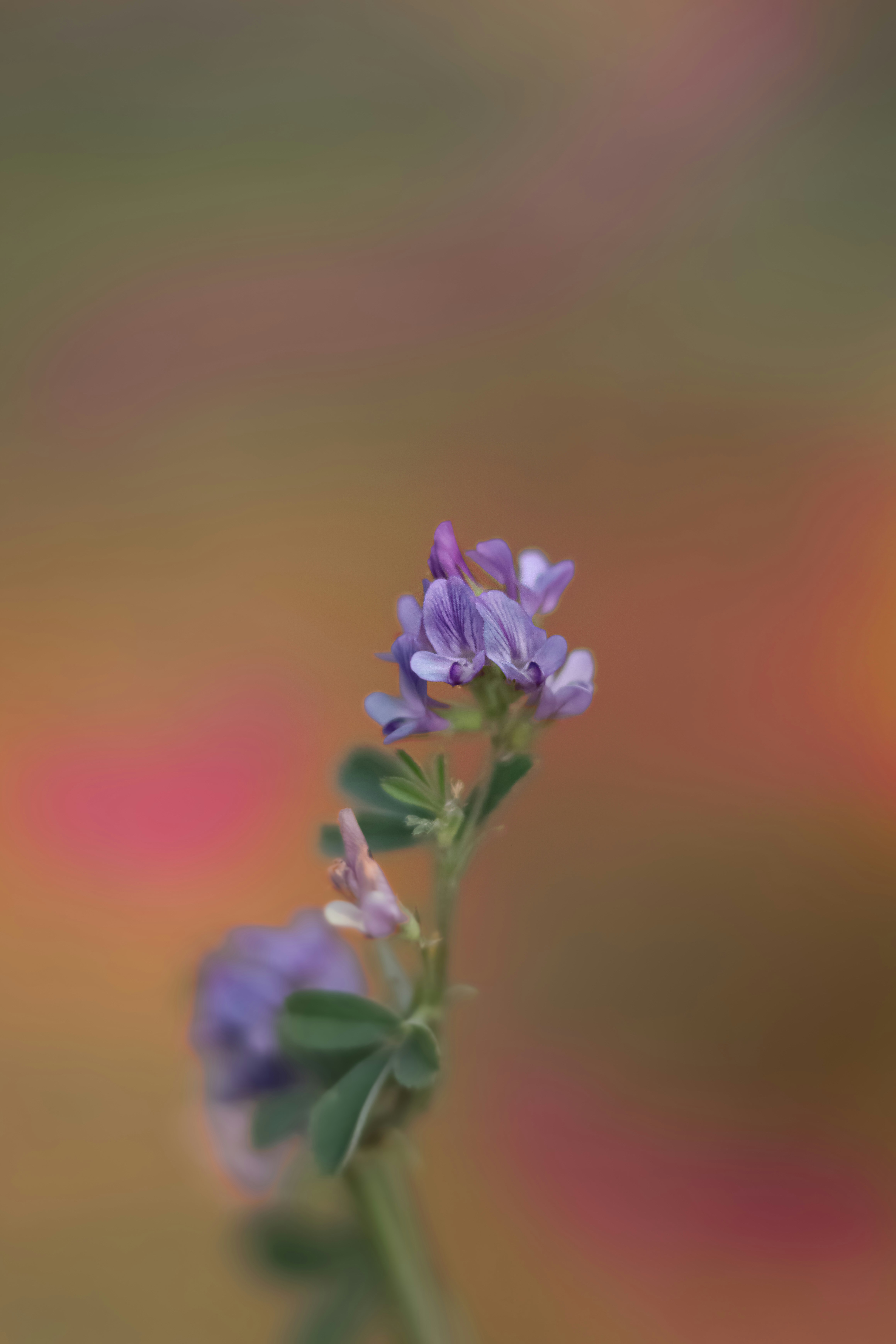 Photo by lisakvictor