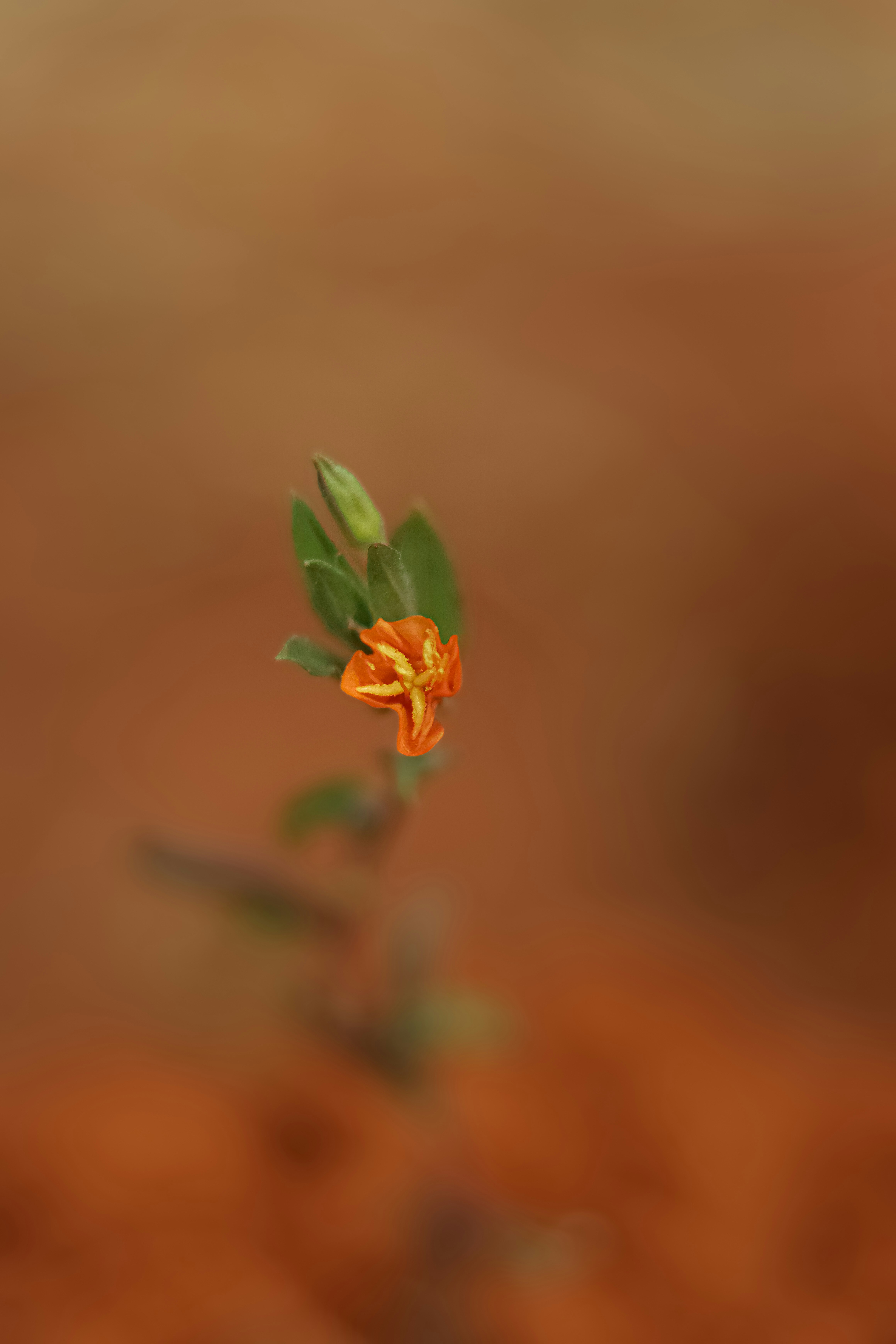 Photo by lisakvictor