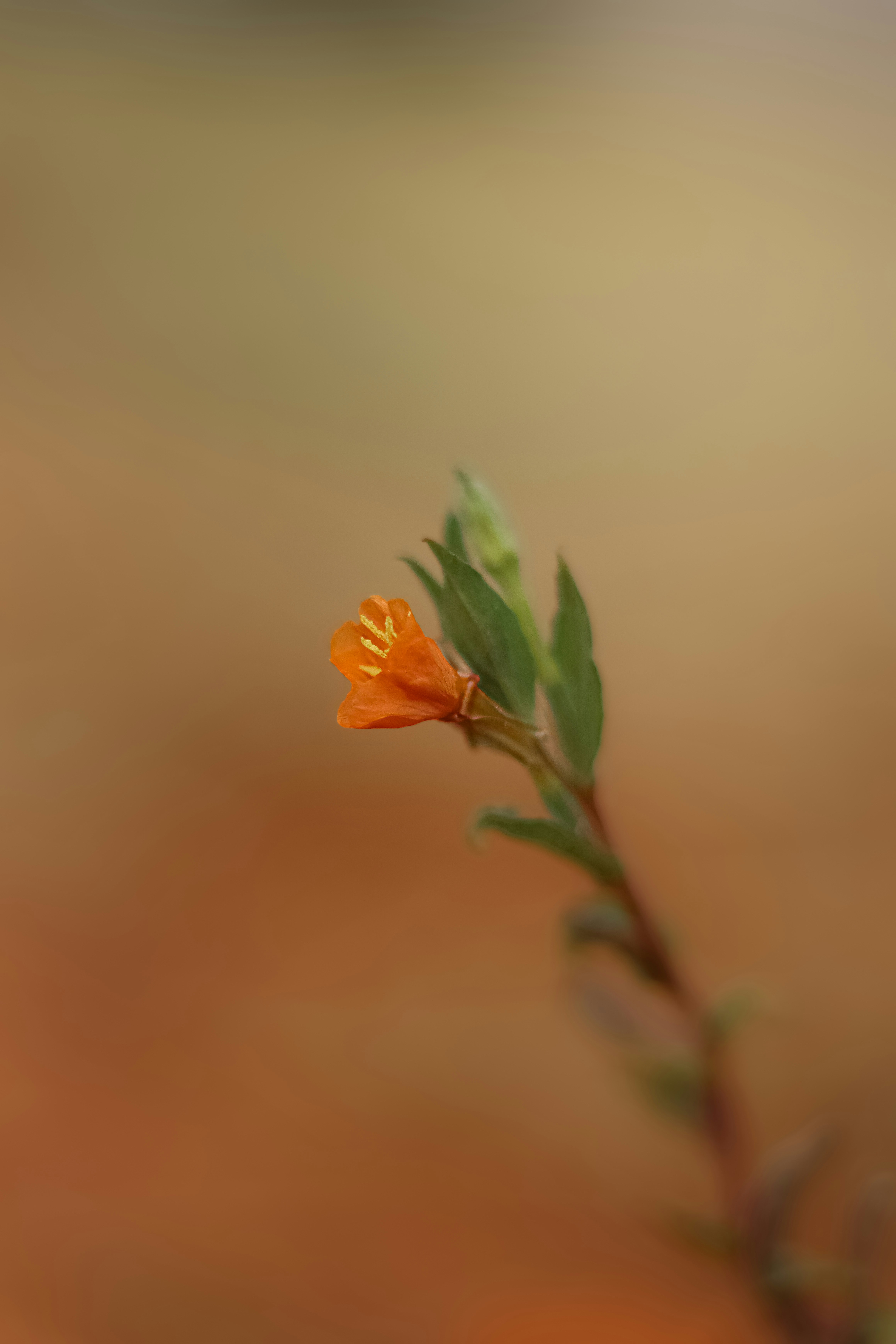 Photo by lisakvictor