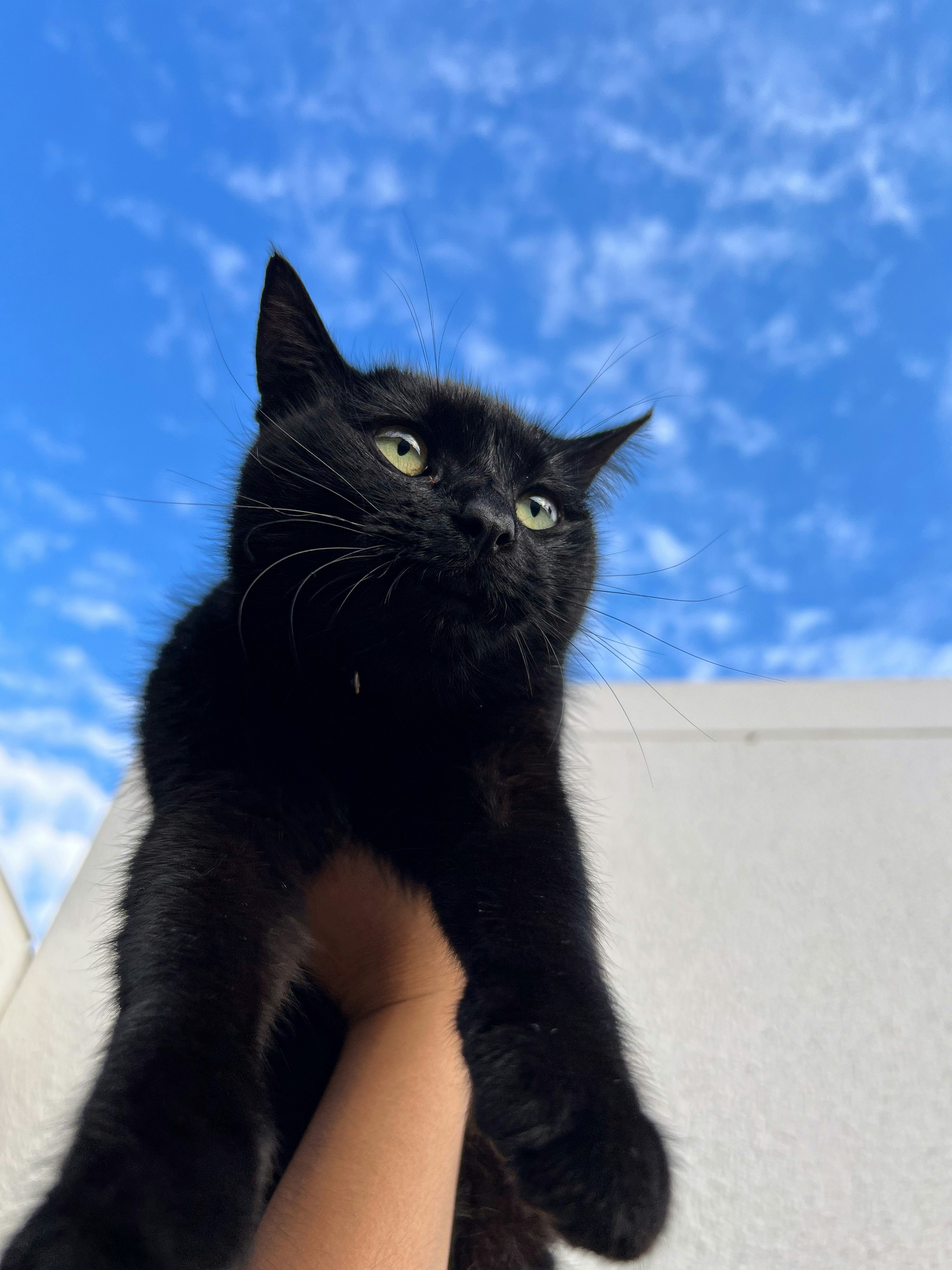 A person holding a black cat up to the sky