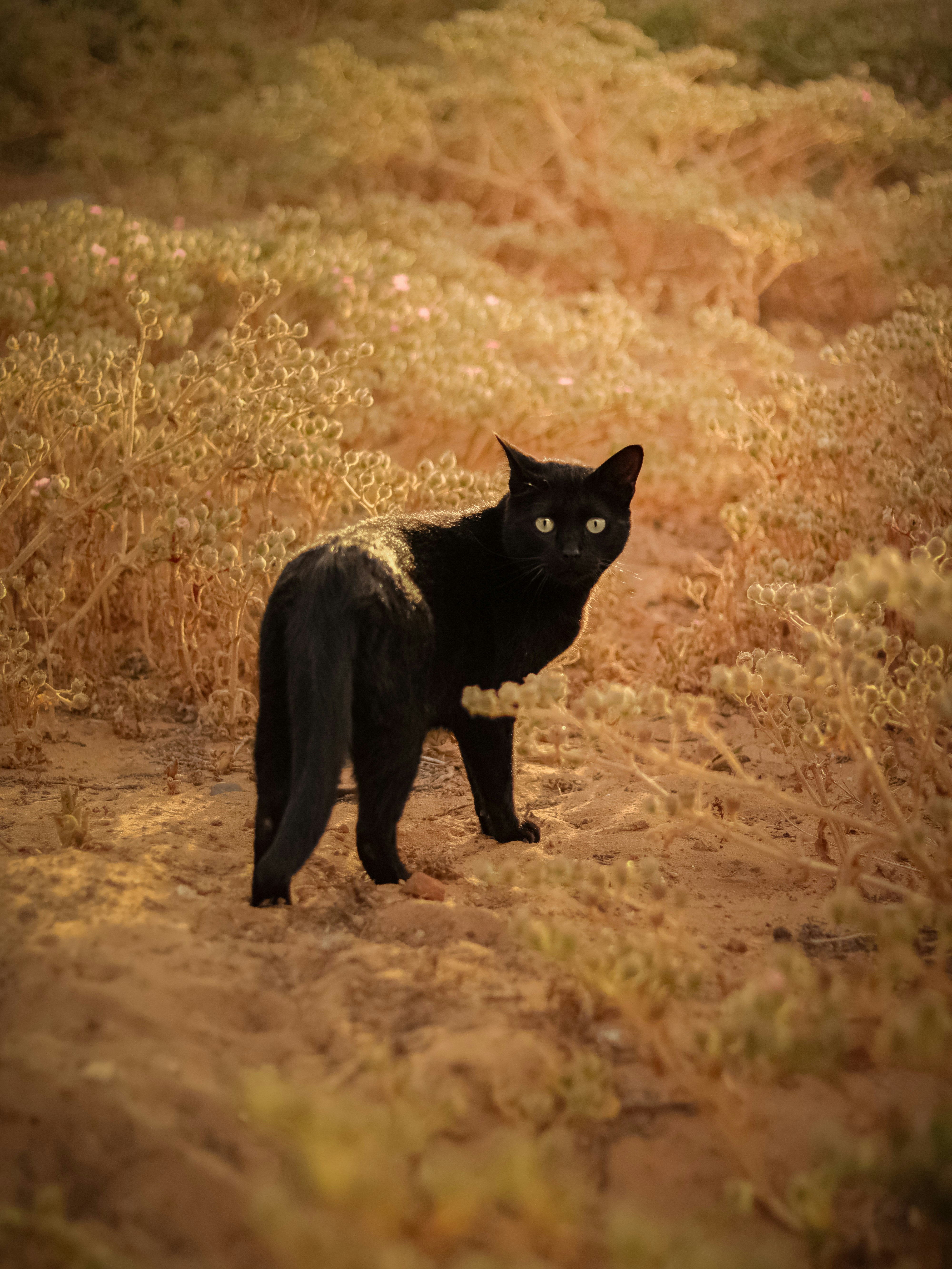 Black-Footed Cats: Tiny Hunters in Deserted Camps (image credits: unsplash)