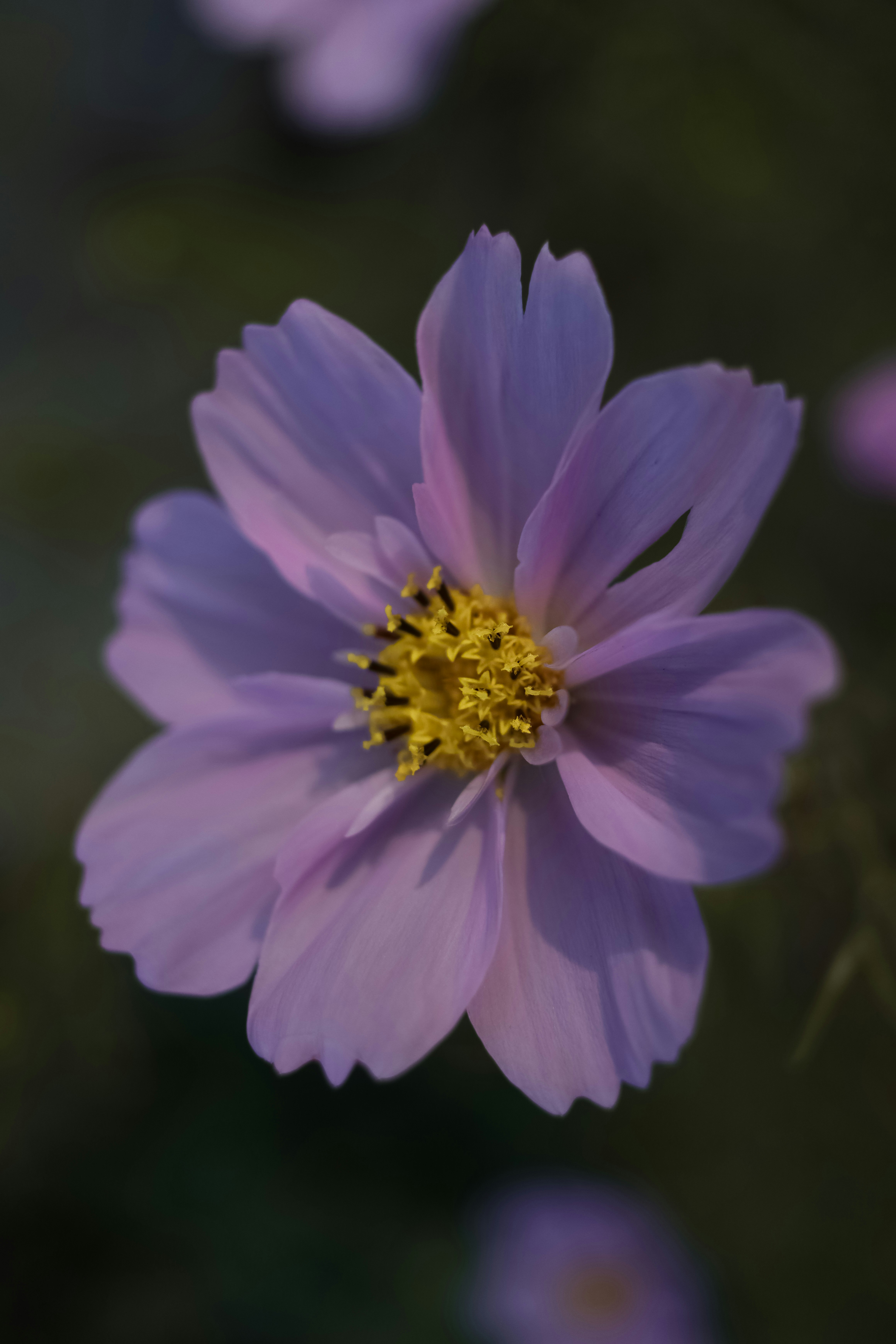 Photo by lisakvictor