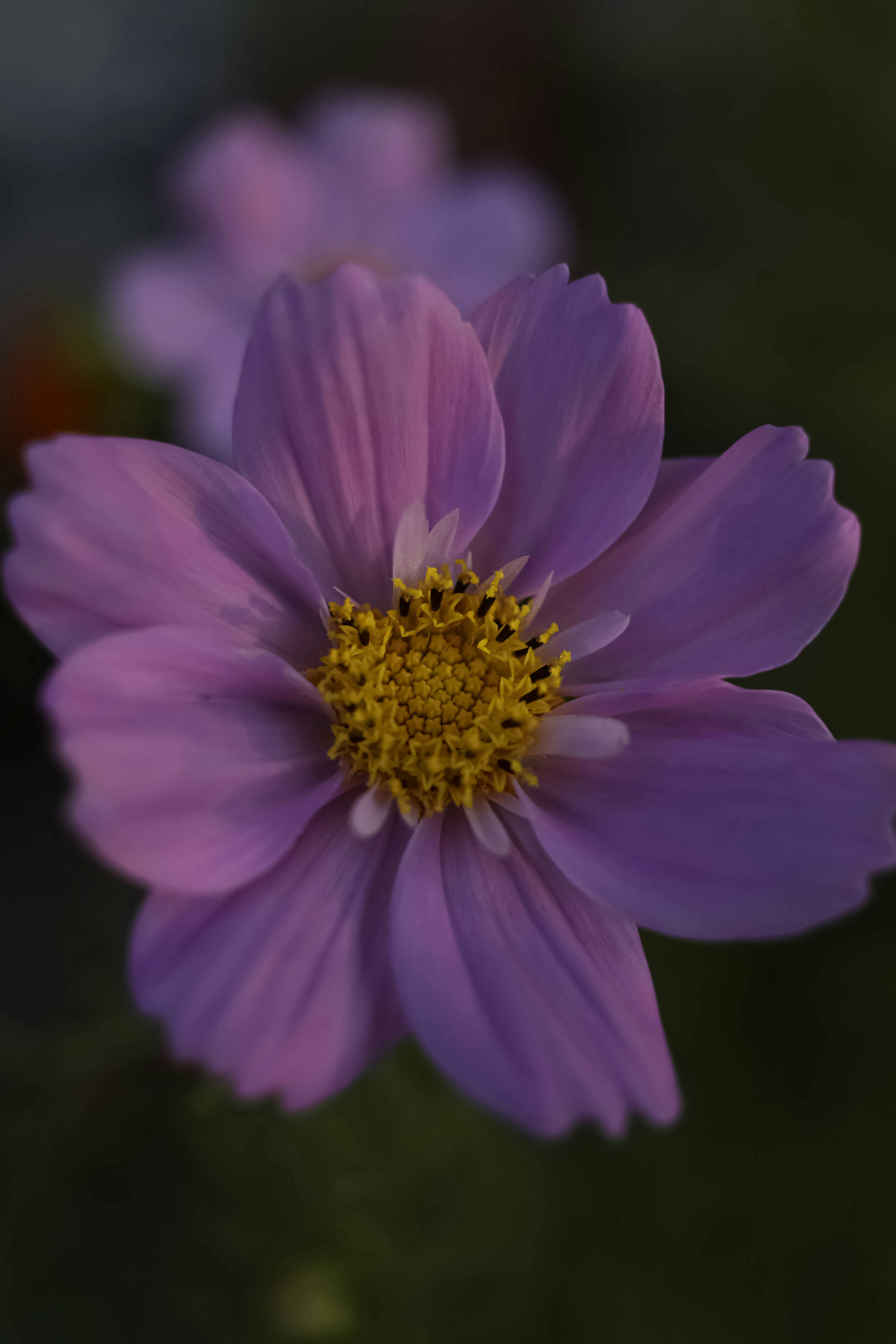 Photo by lisakvictor