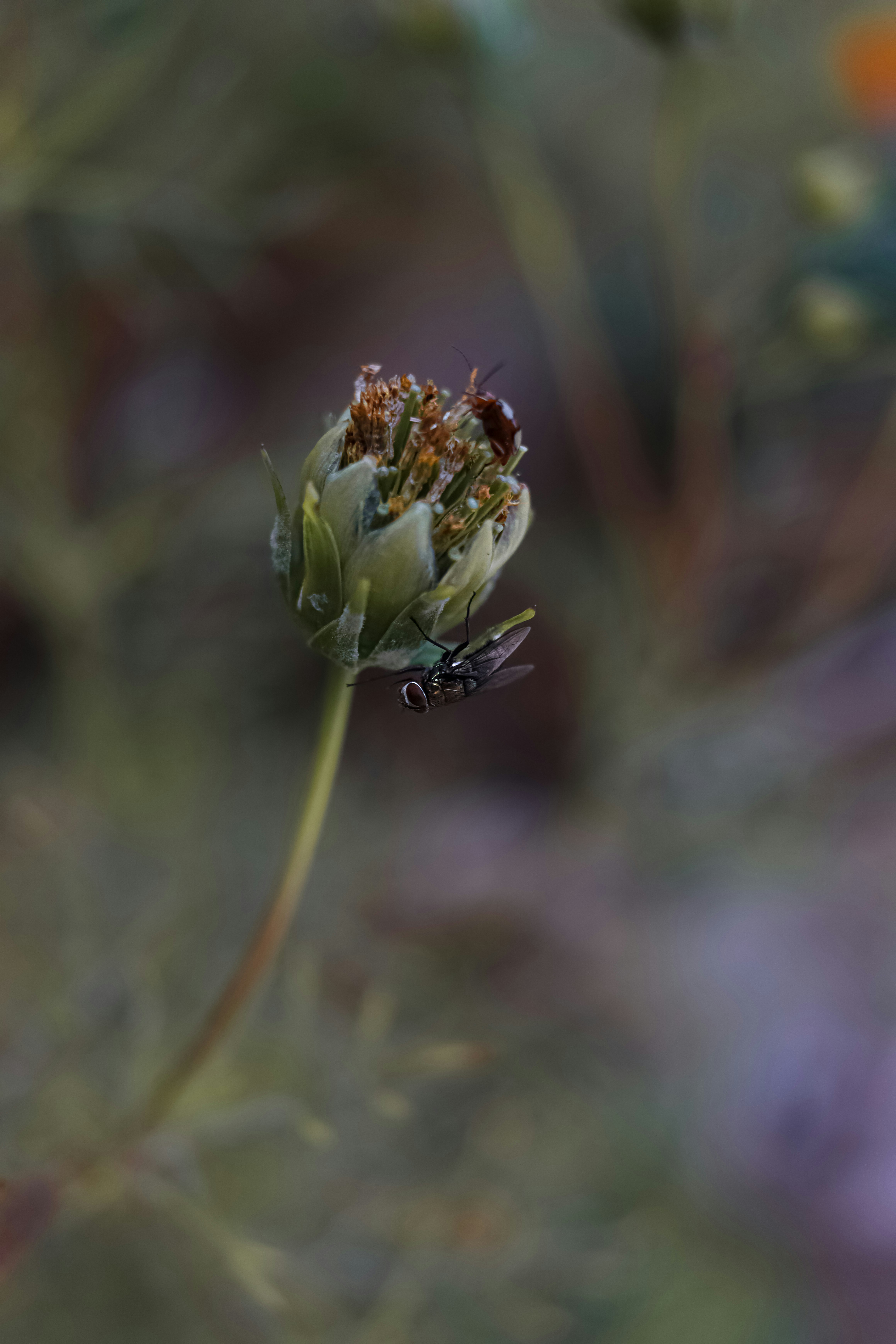 Photo by lisakvictor