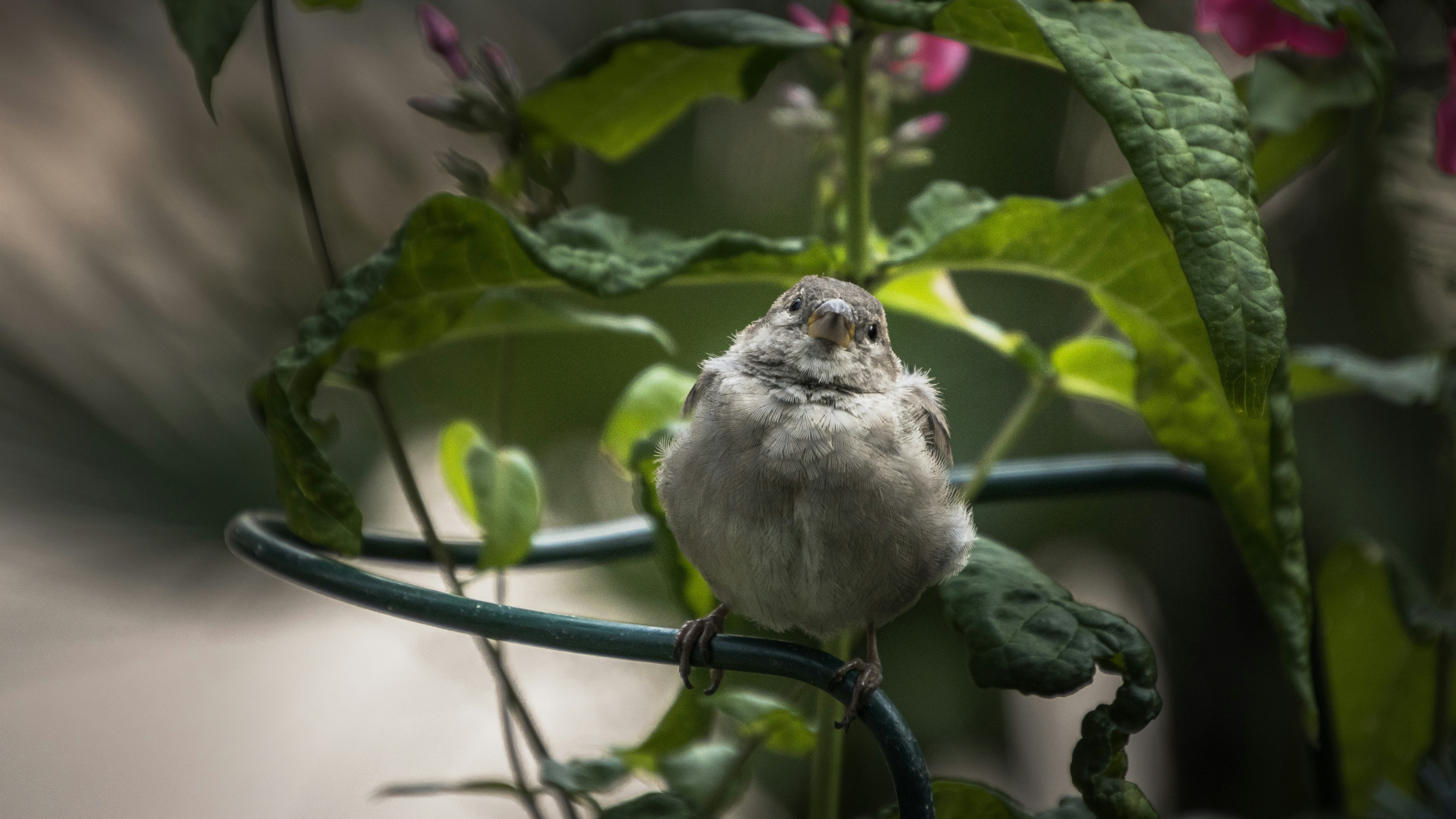 Photo by juho_aleksi_luomala