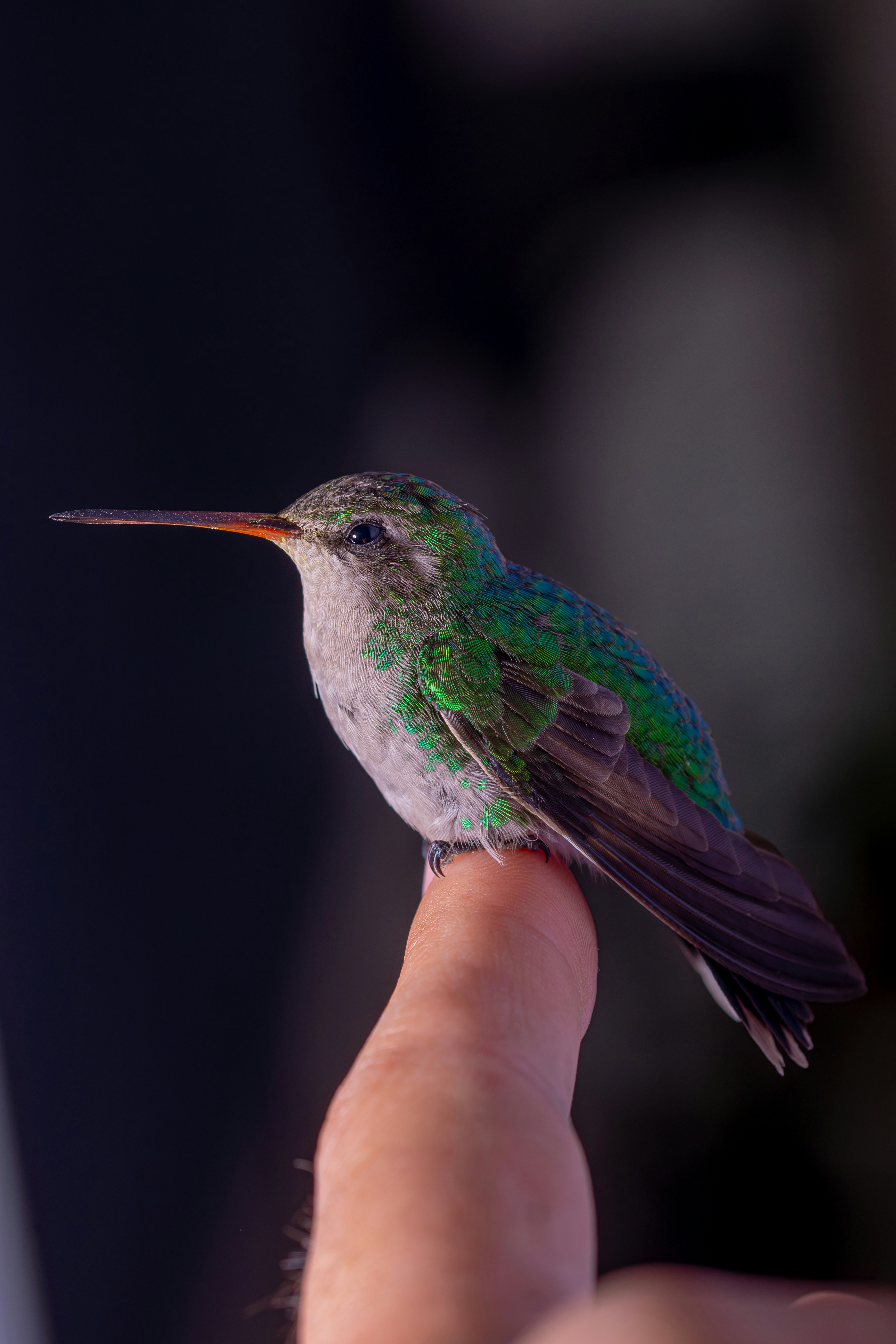 A hummingbird perched on the tip of a persons finger