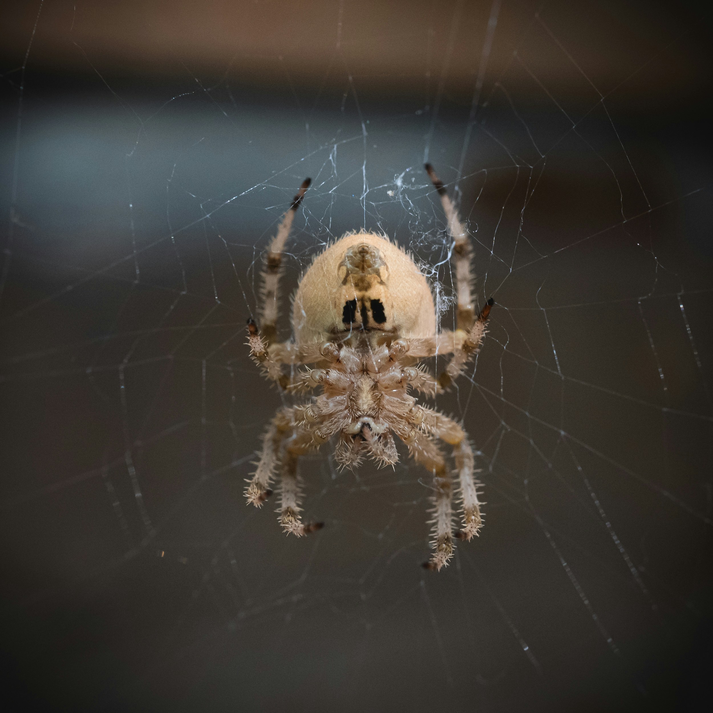 Photo by jennykwalsh