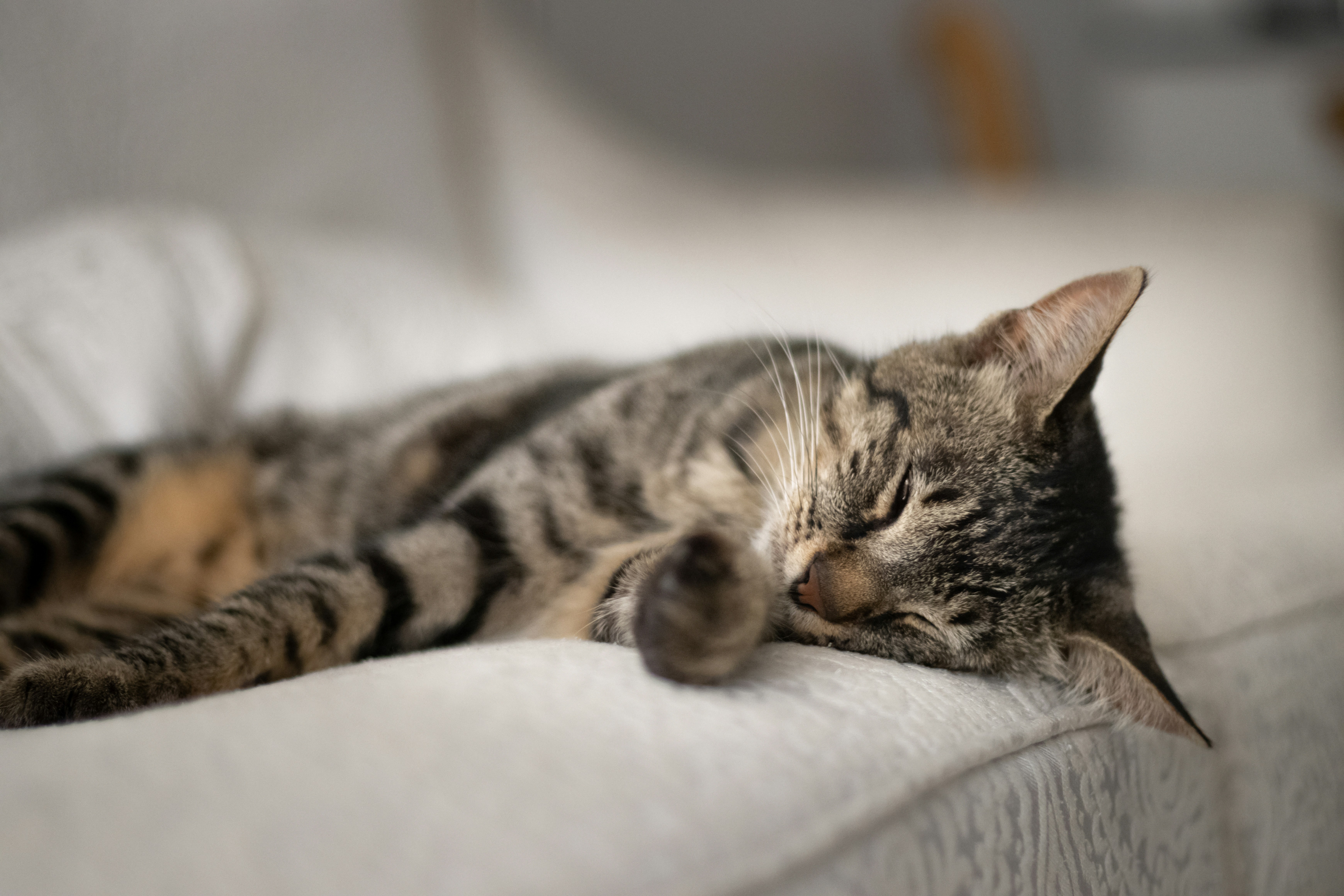 Photo by lisakvictor