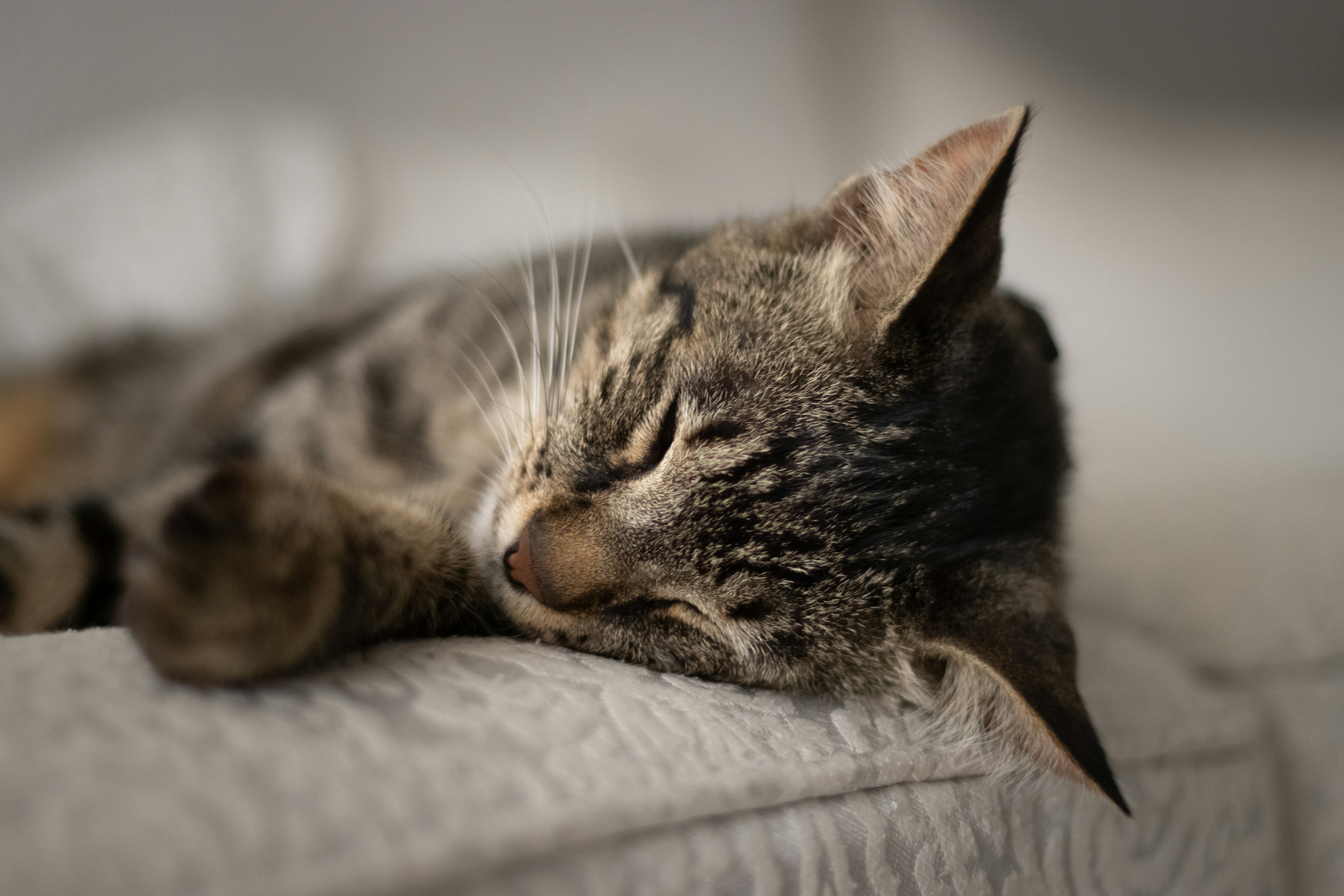 Photo by lisakvictor