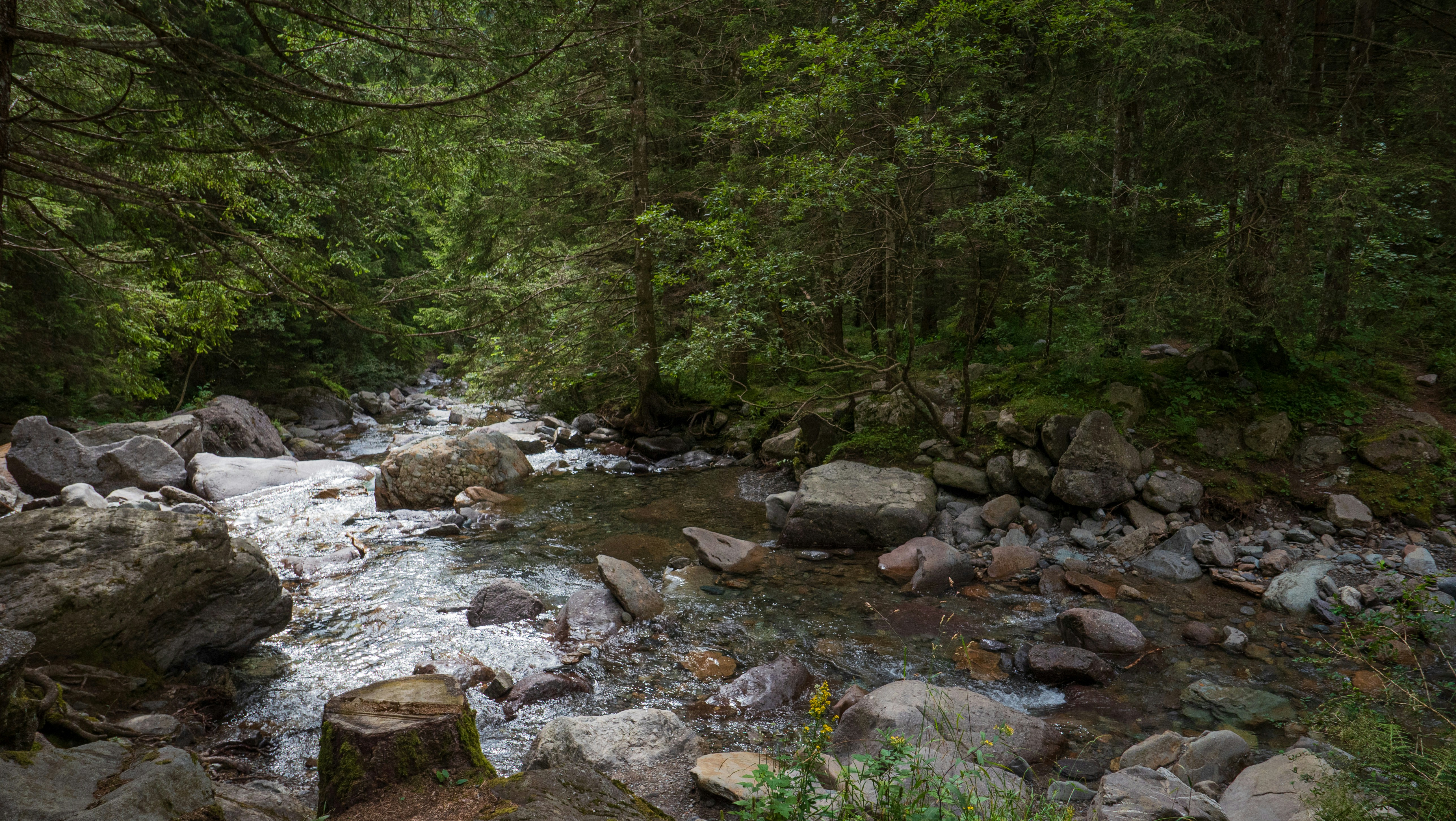 D 3 Witamina, Hormon - Michał Tombak