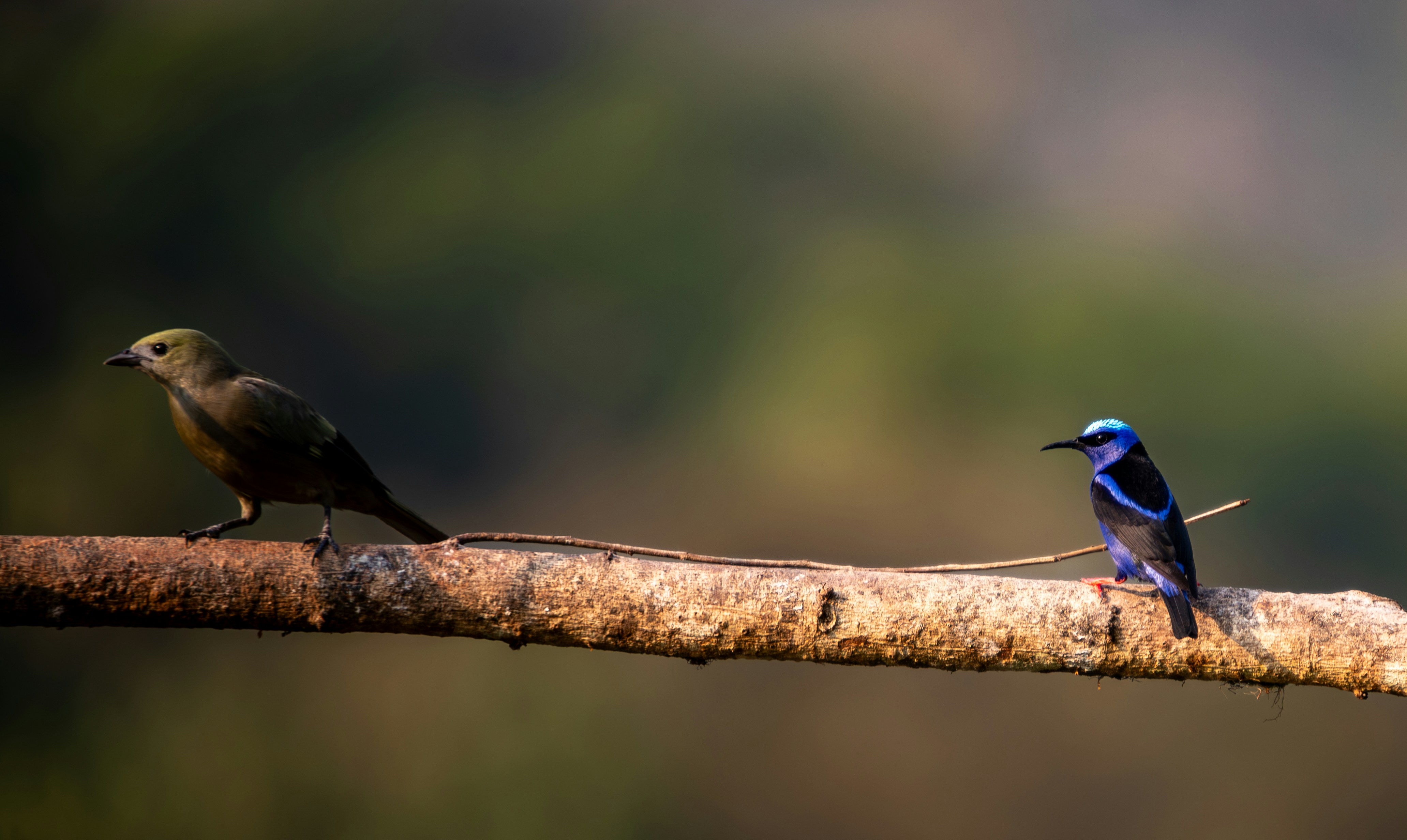 Three birds are sitting on a tree branch