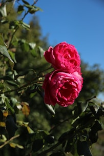 A pink rose is blooming on a tree branch