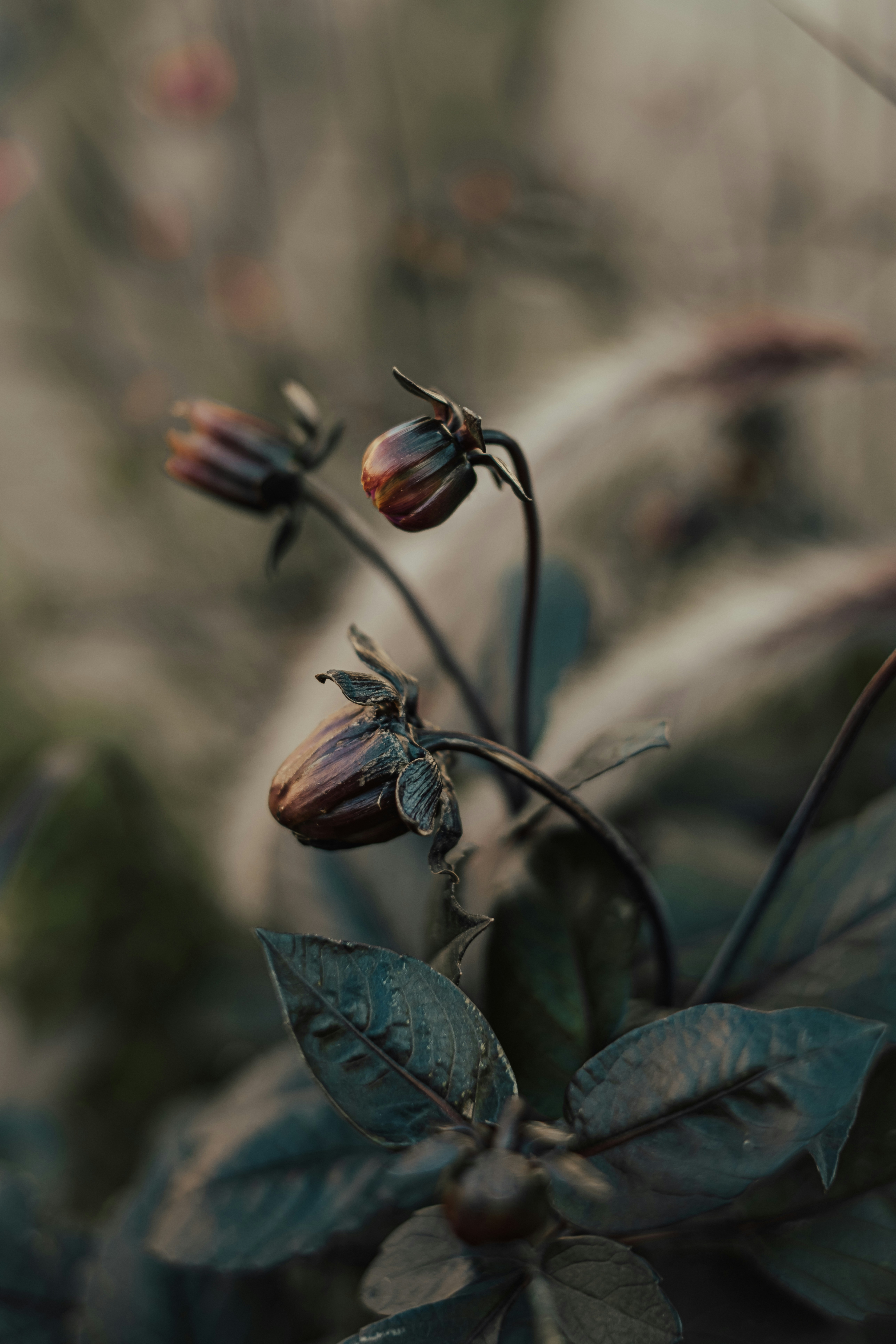 A close up of a flower on a plant