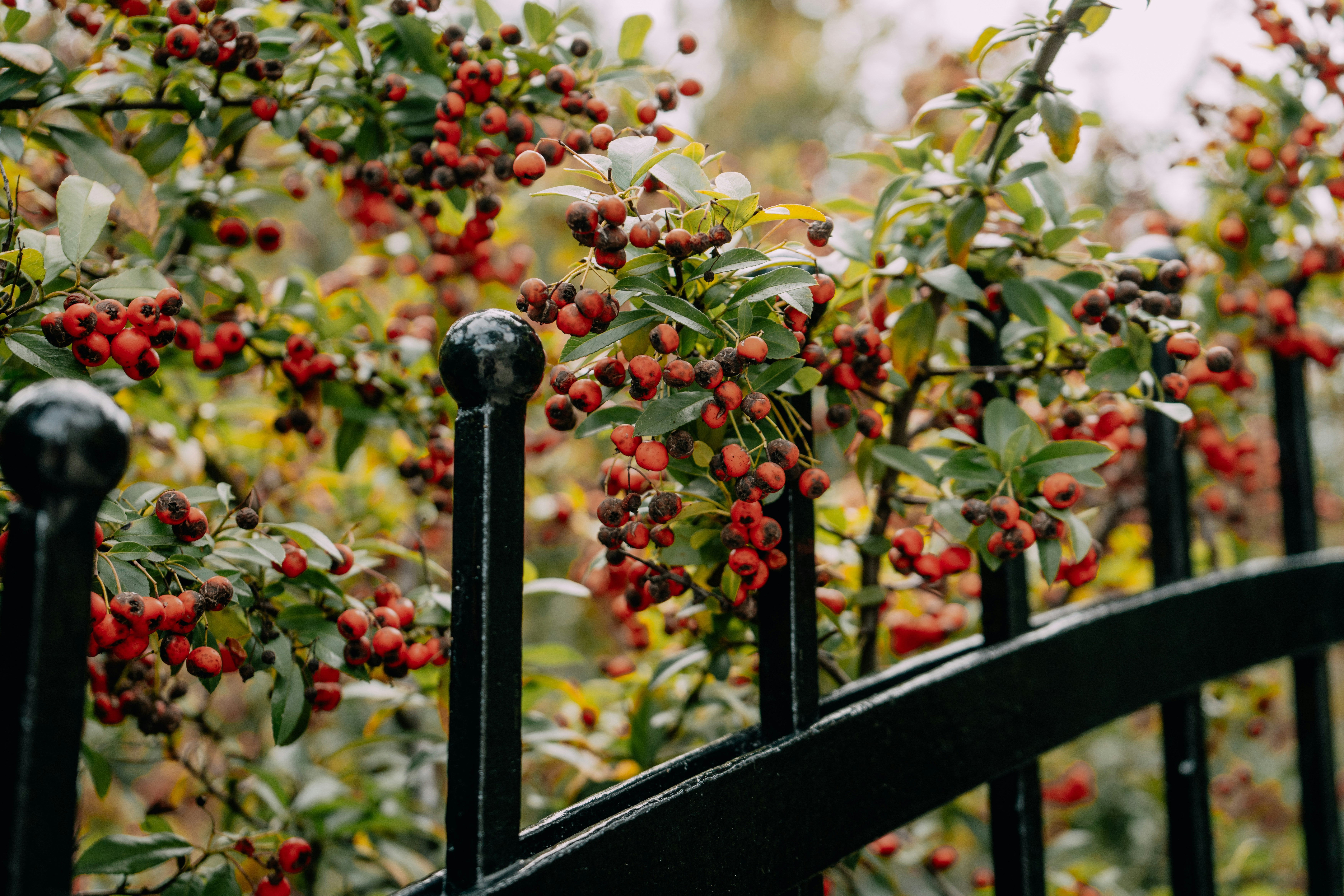 A bush with berries growing on it next to a fence