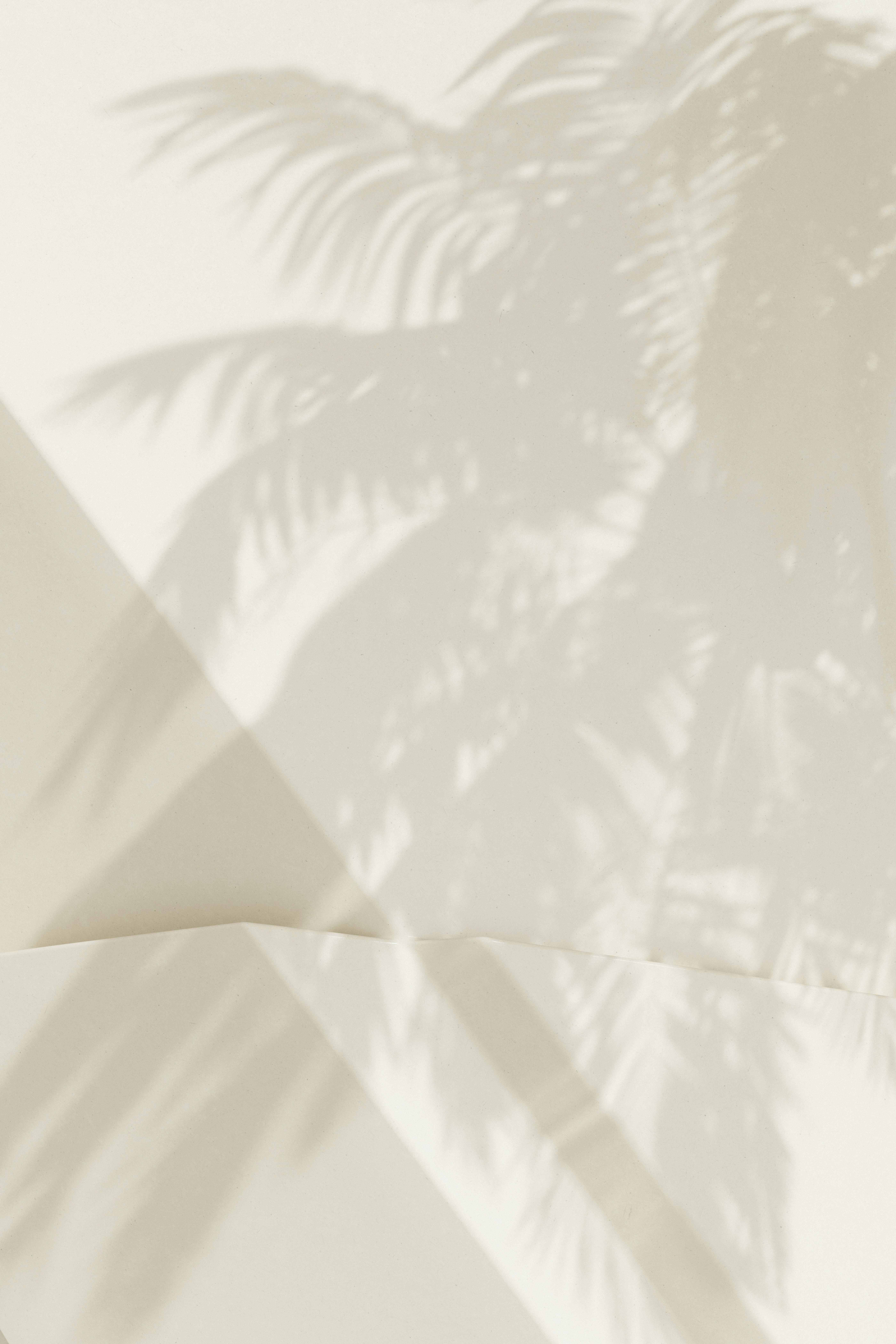 A palm tree casts a shadow on a wall