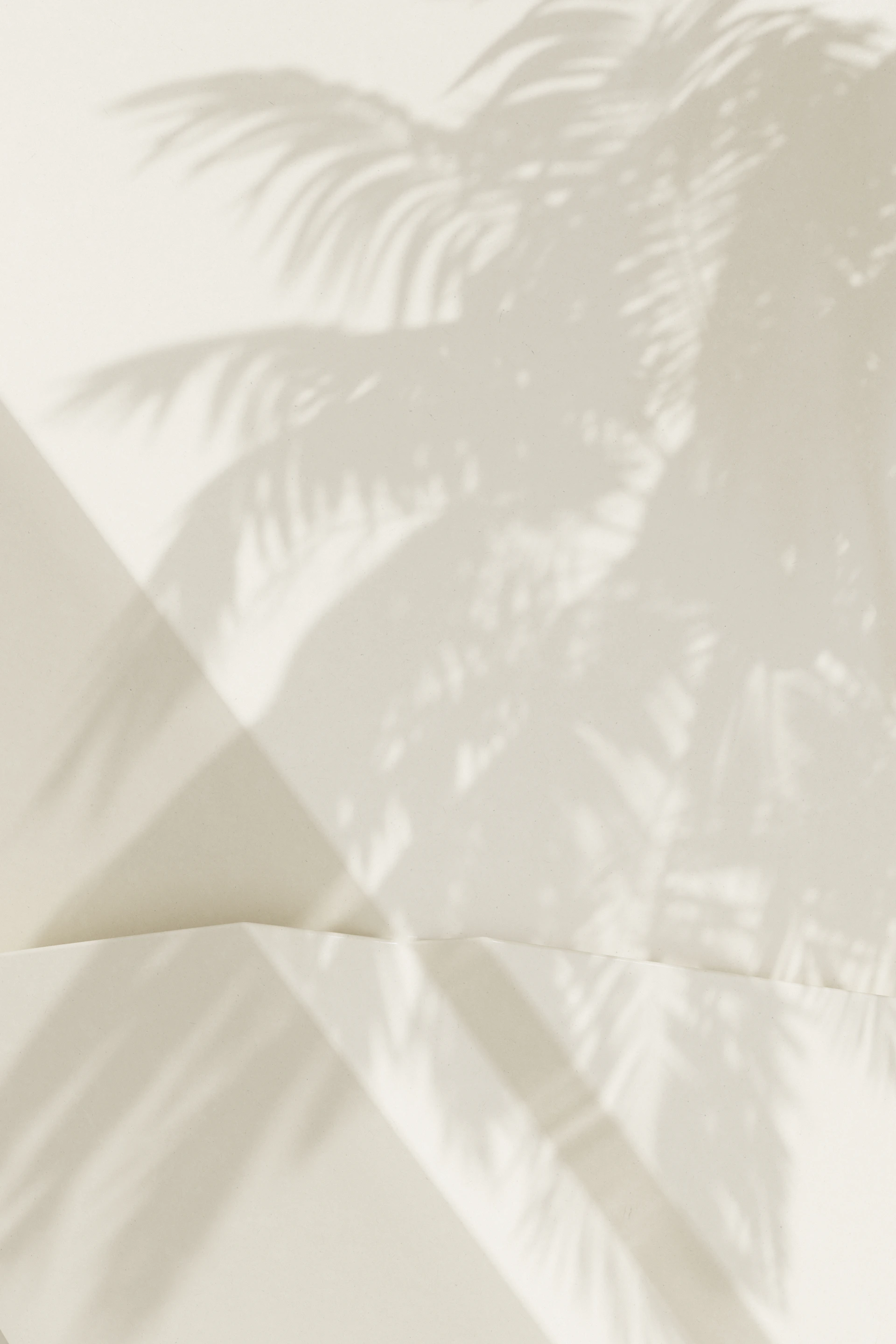 A palm tree casts a shadow on a wall