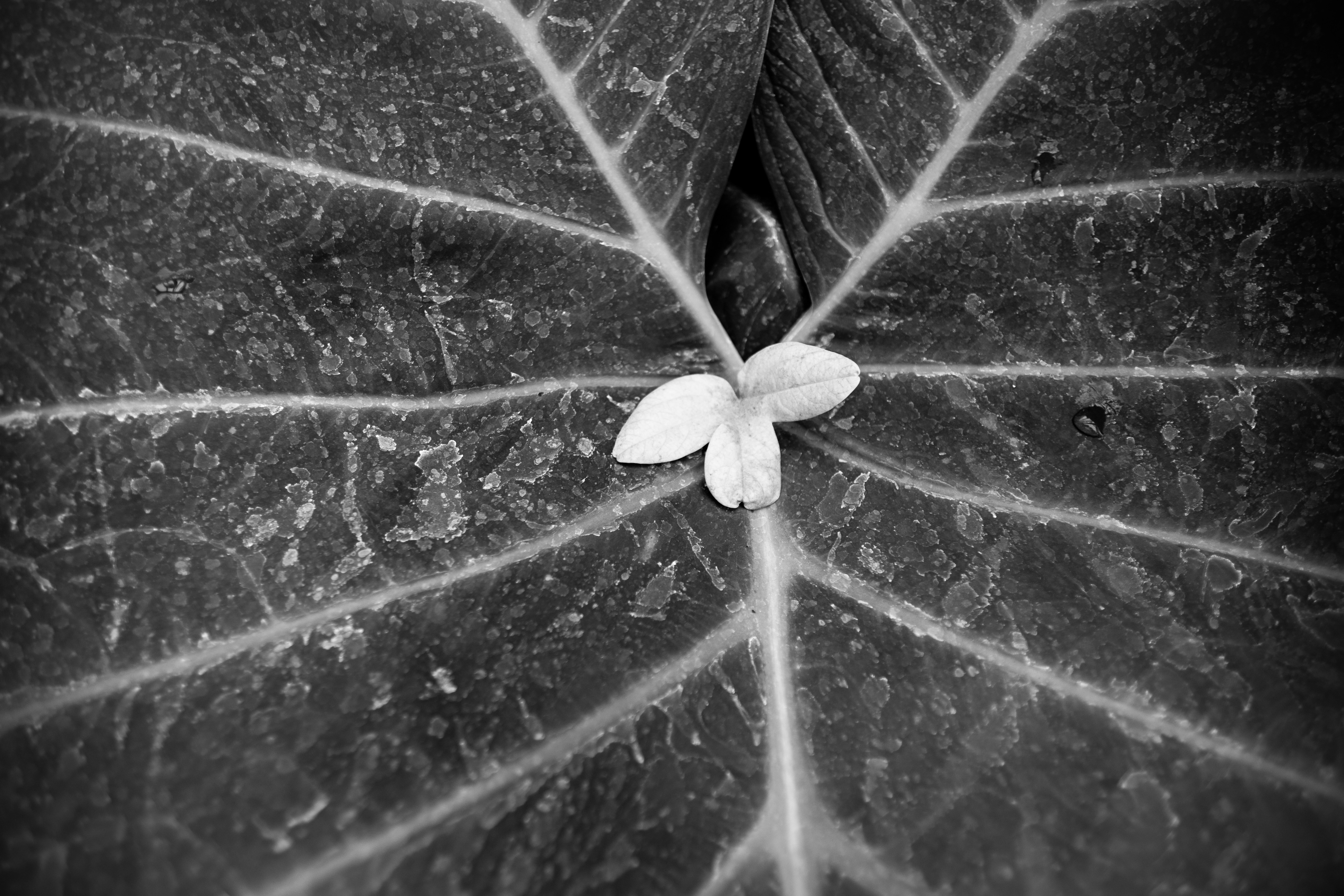 A black and white photo of a leaf