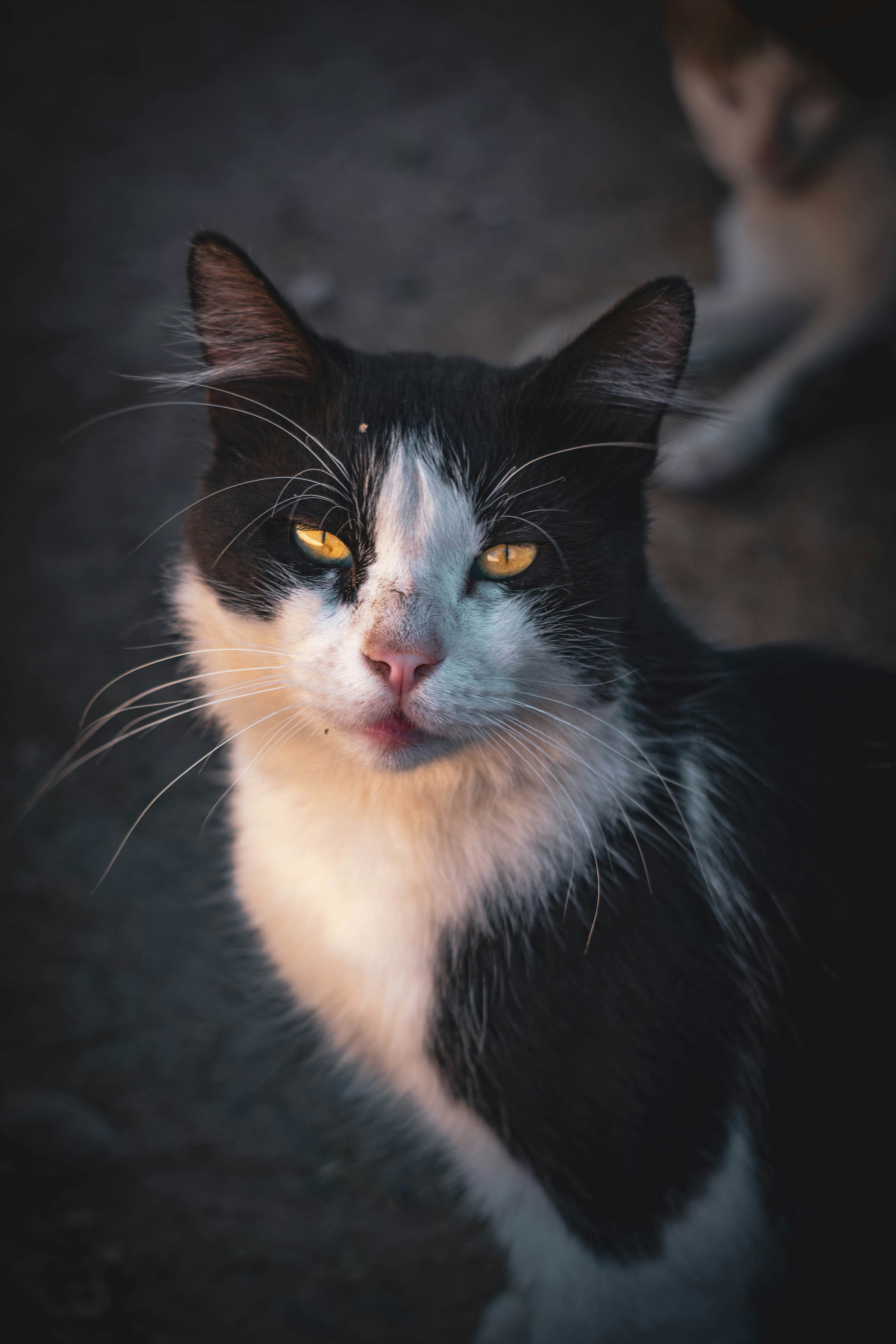 Photo by catsinamman