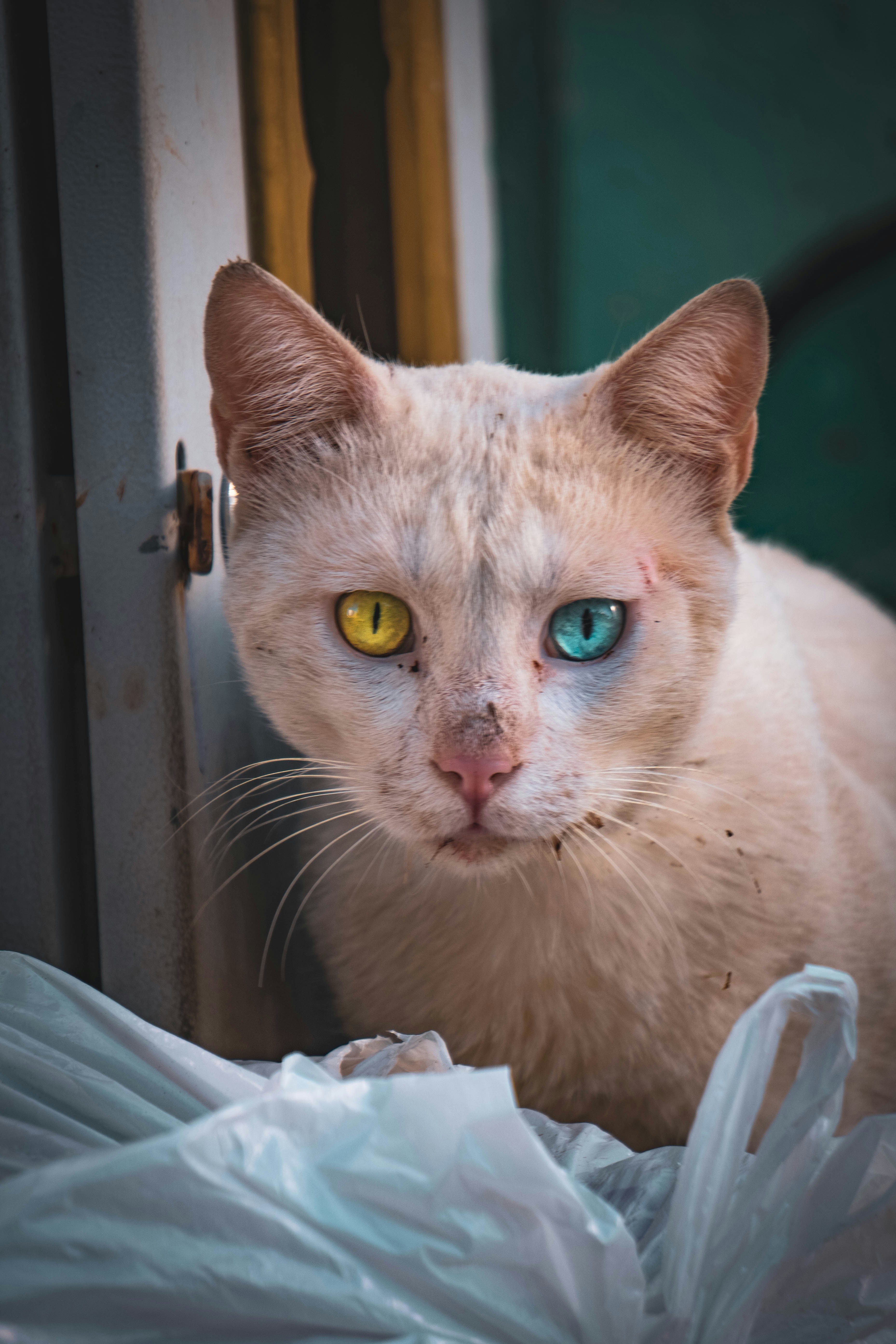 Photo by catsinamman