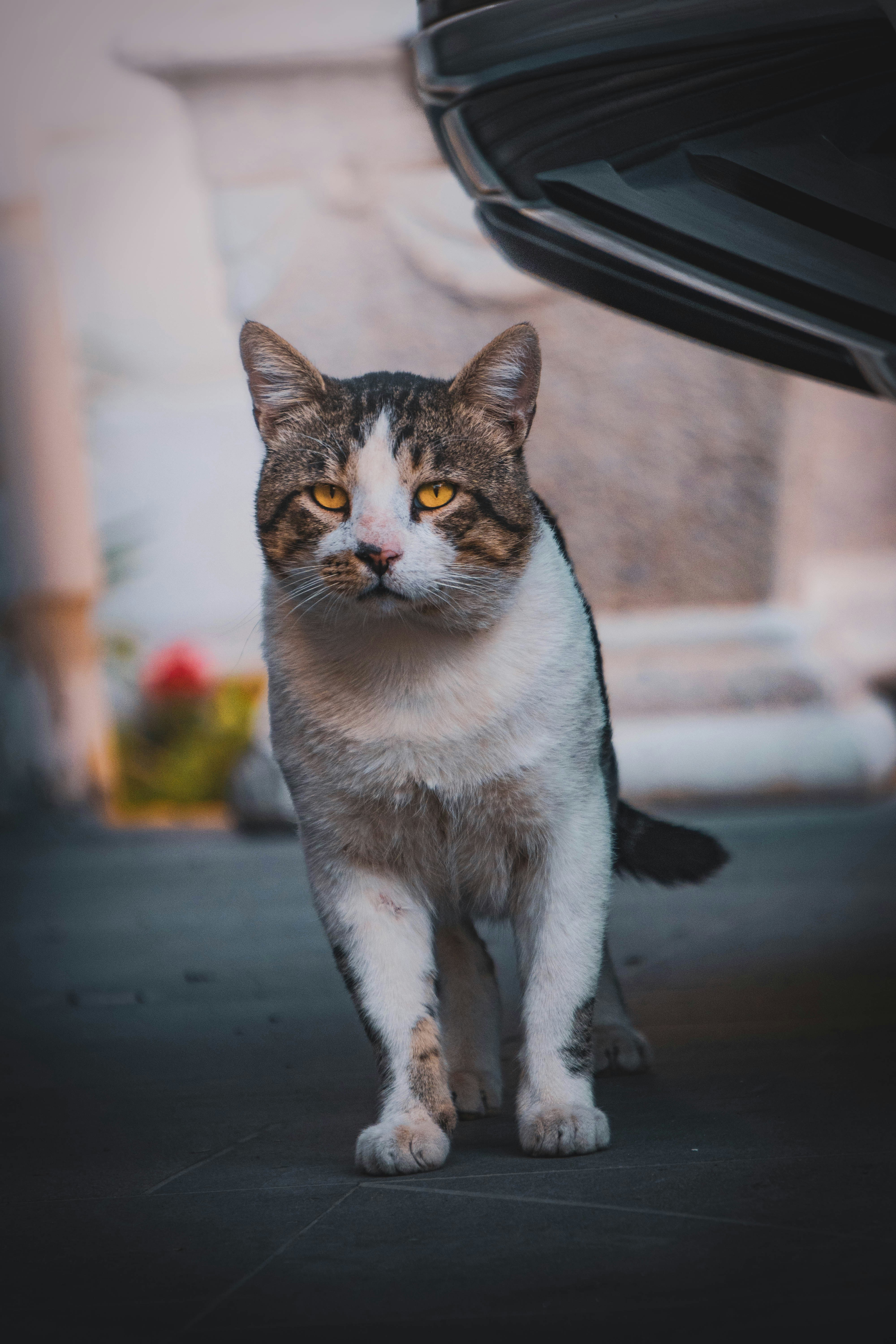 Photo by catsinamman