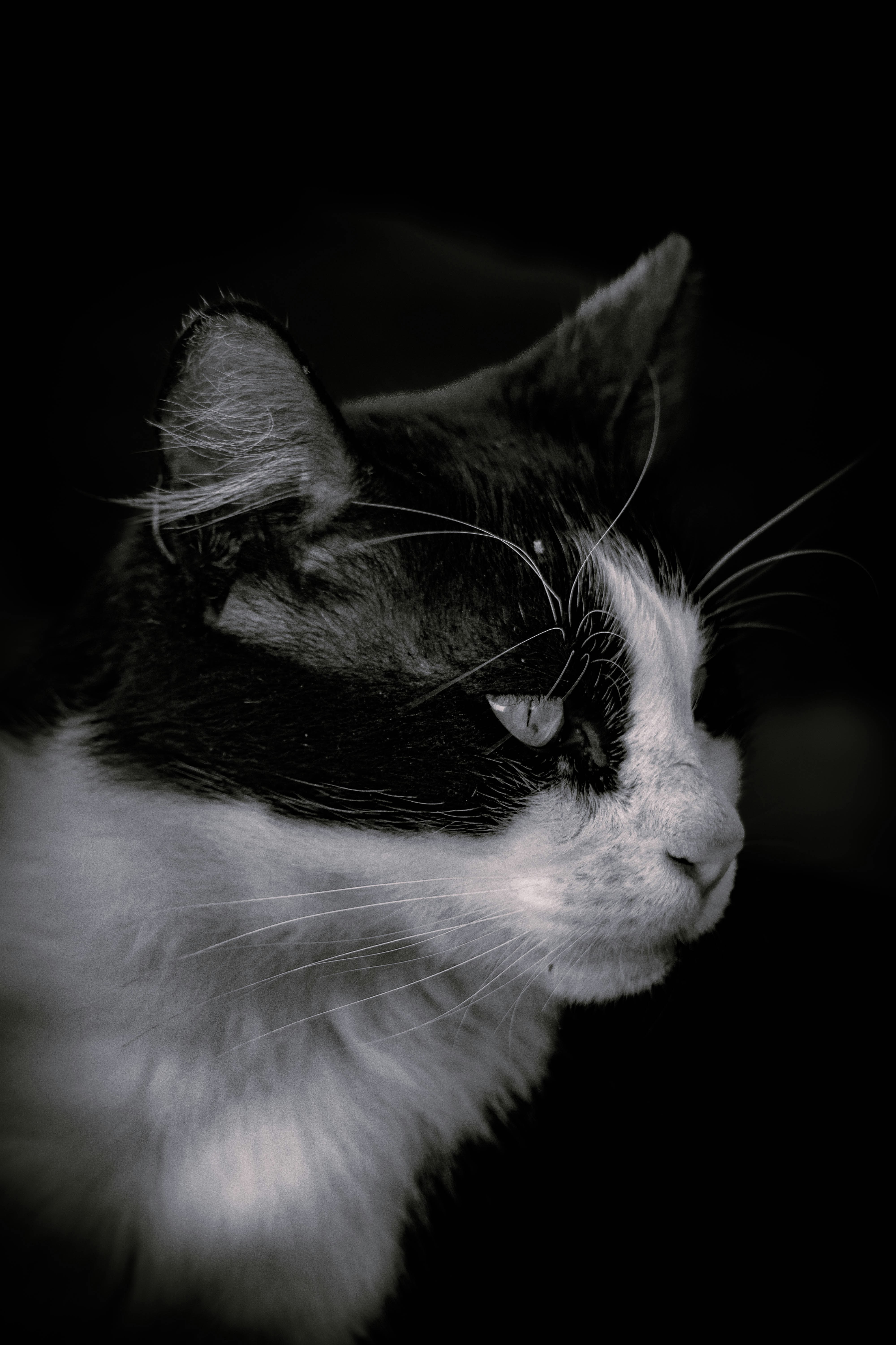 Photo by catsinamman