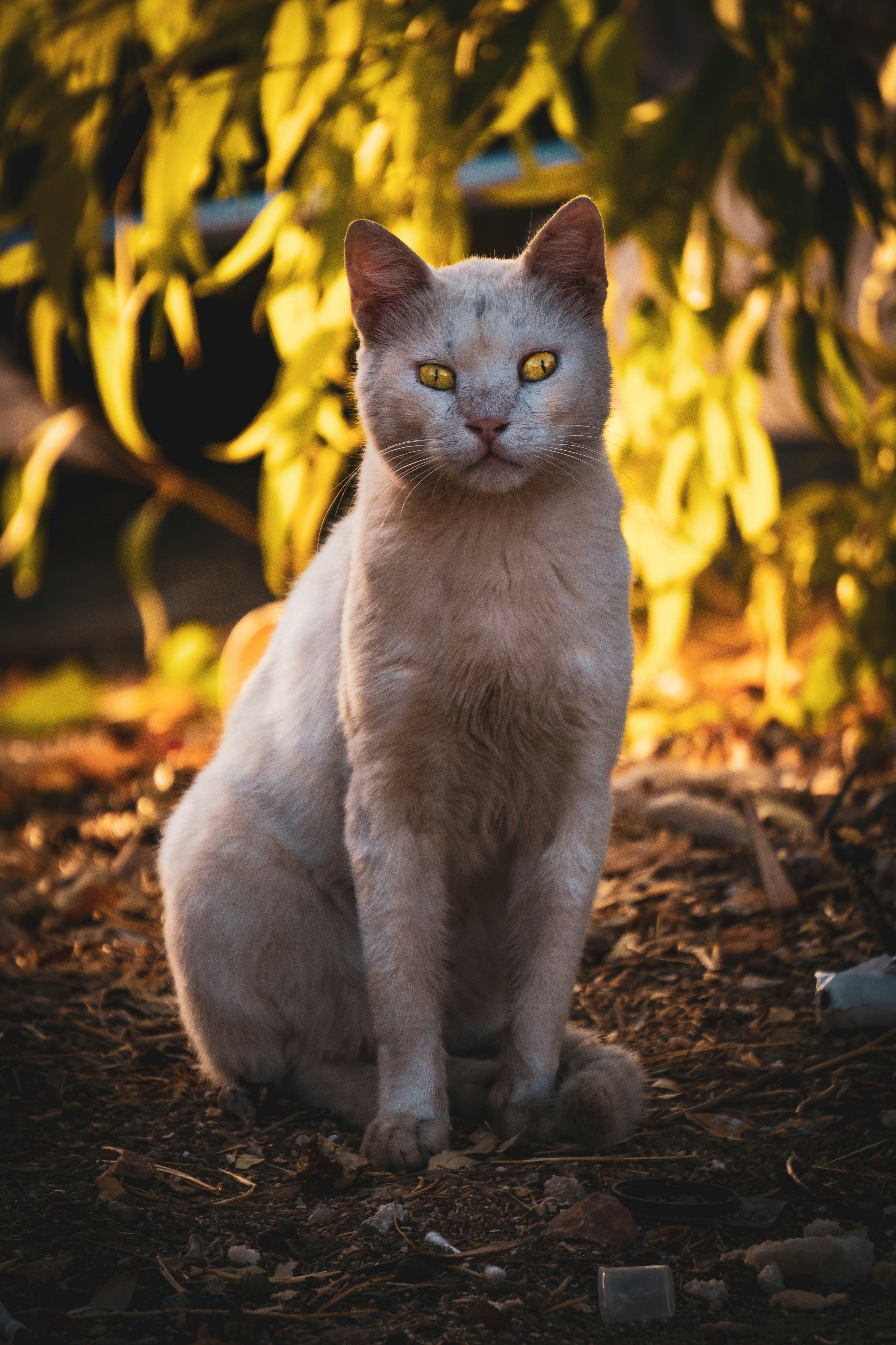 Photo by catsinamman