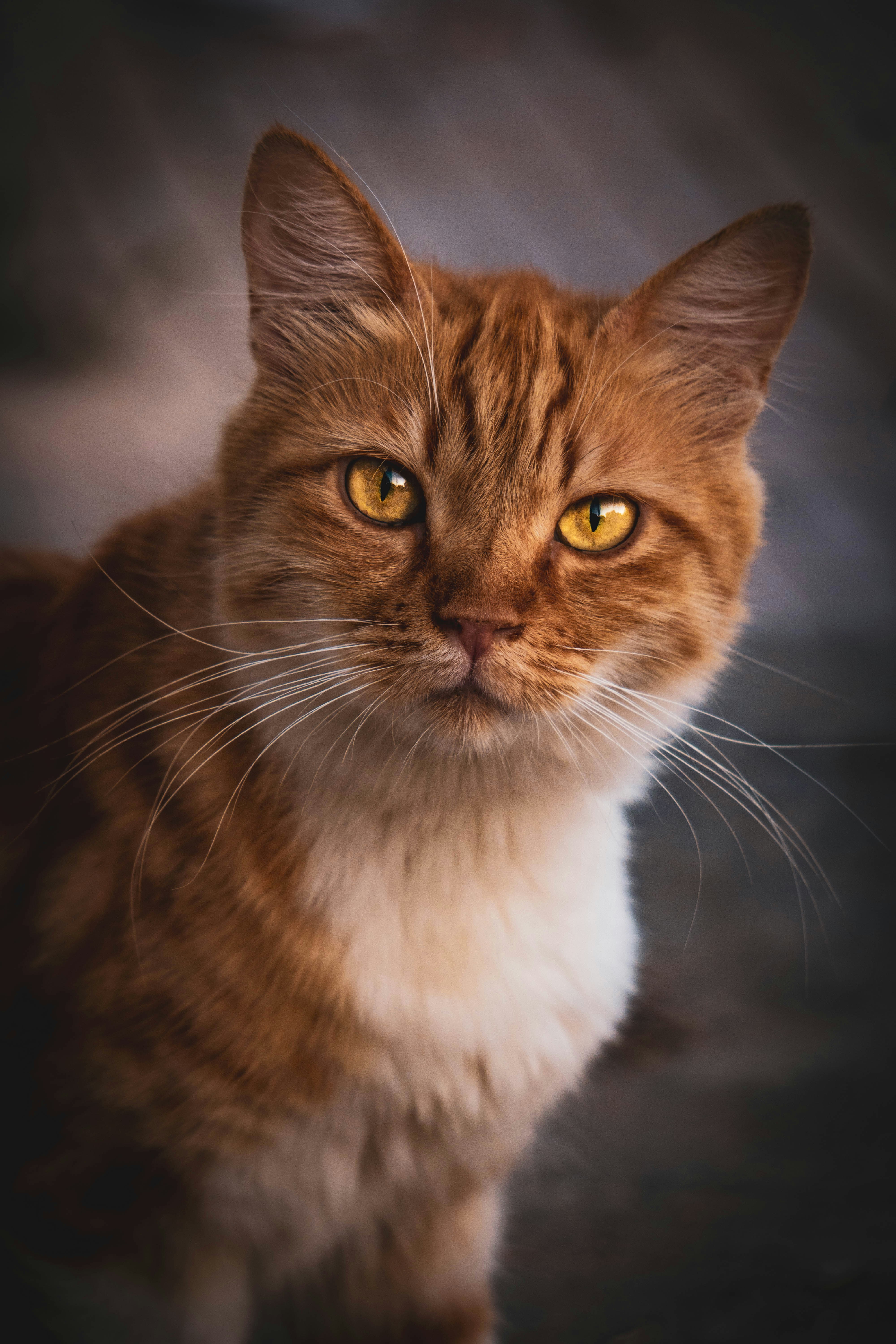 Photo by catsinamman