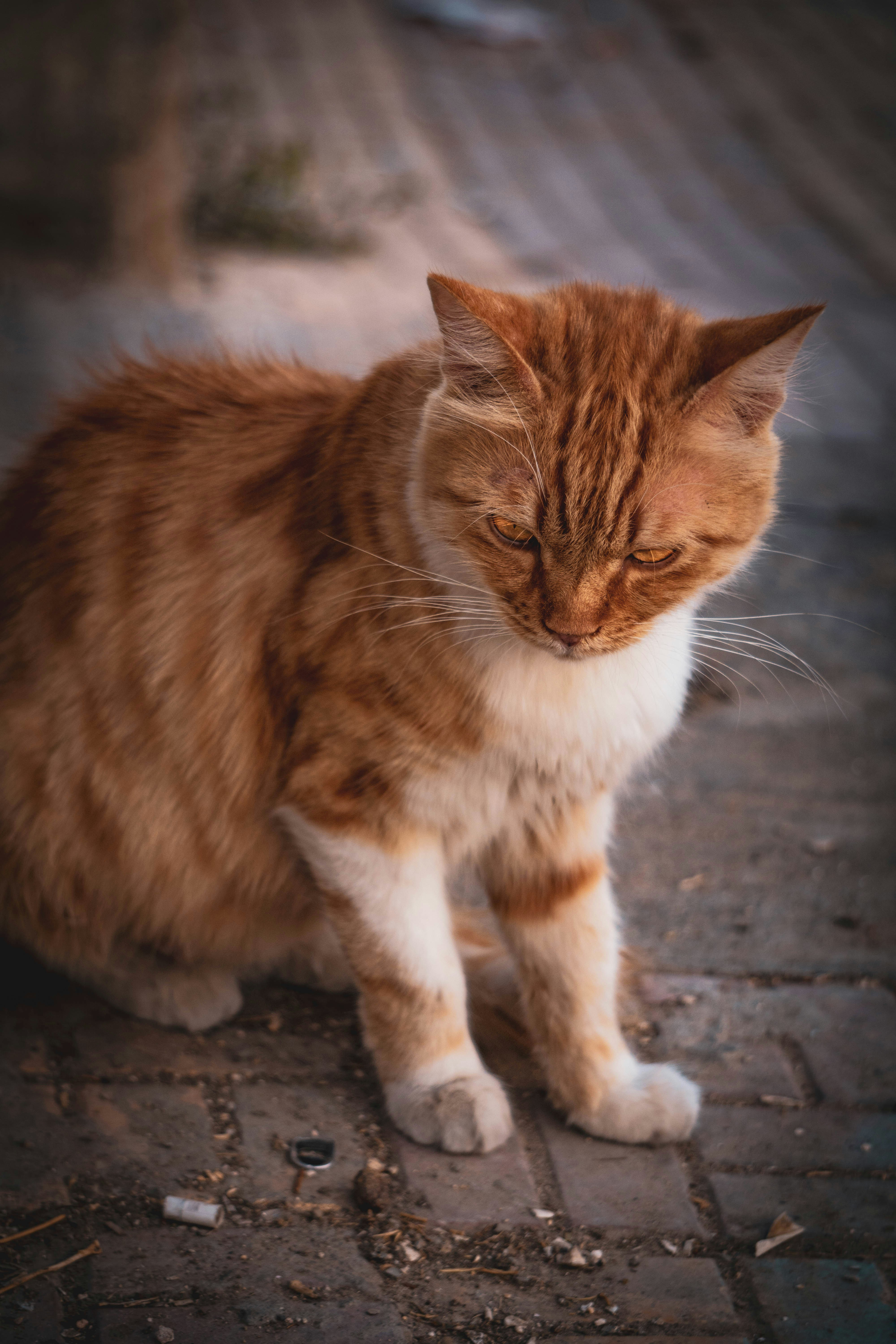 Photo by catsinamman