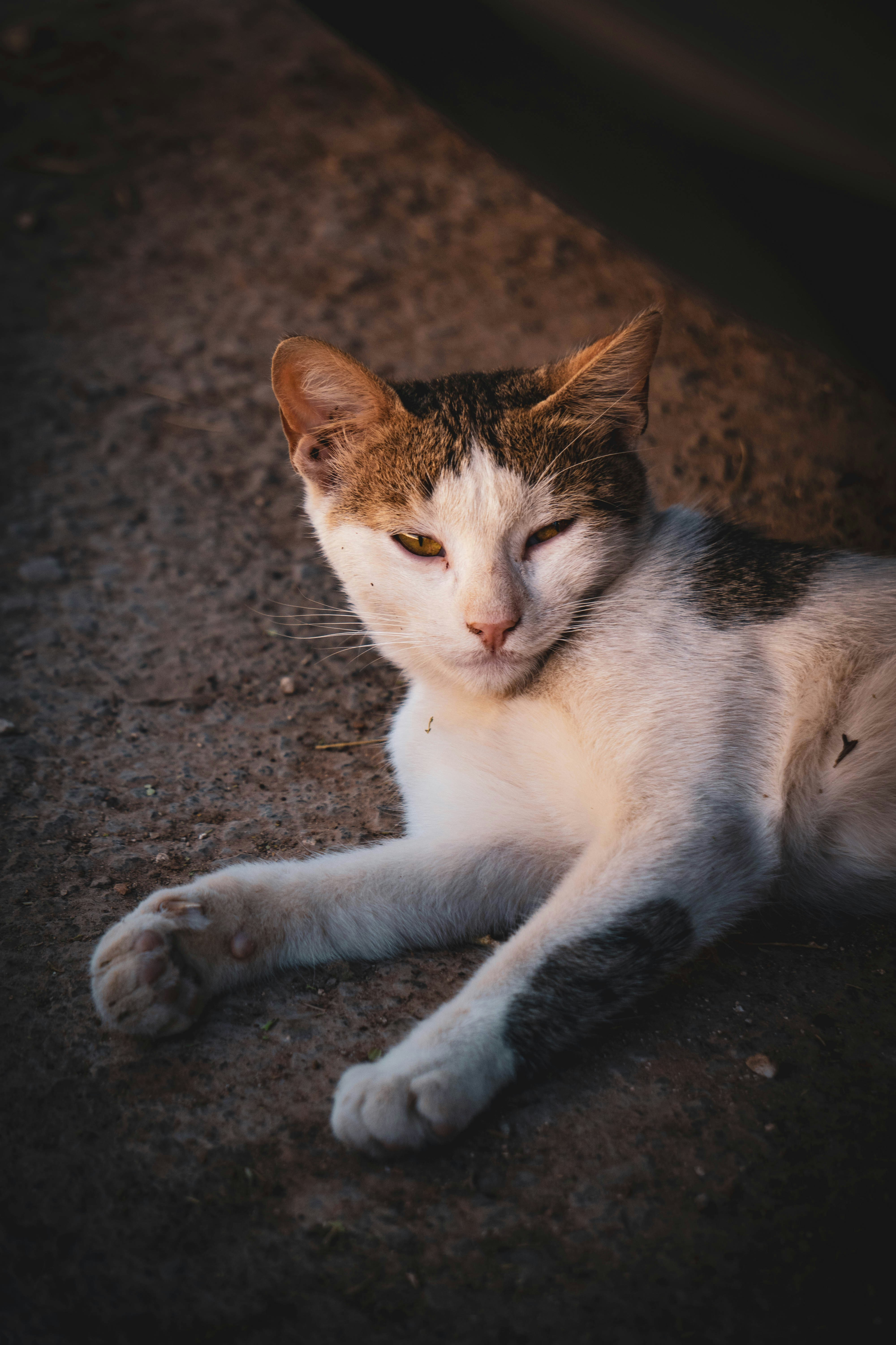 Photo by catsinamman