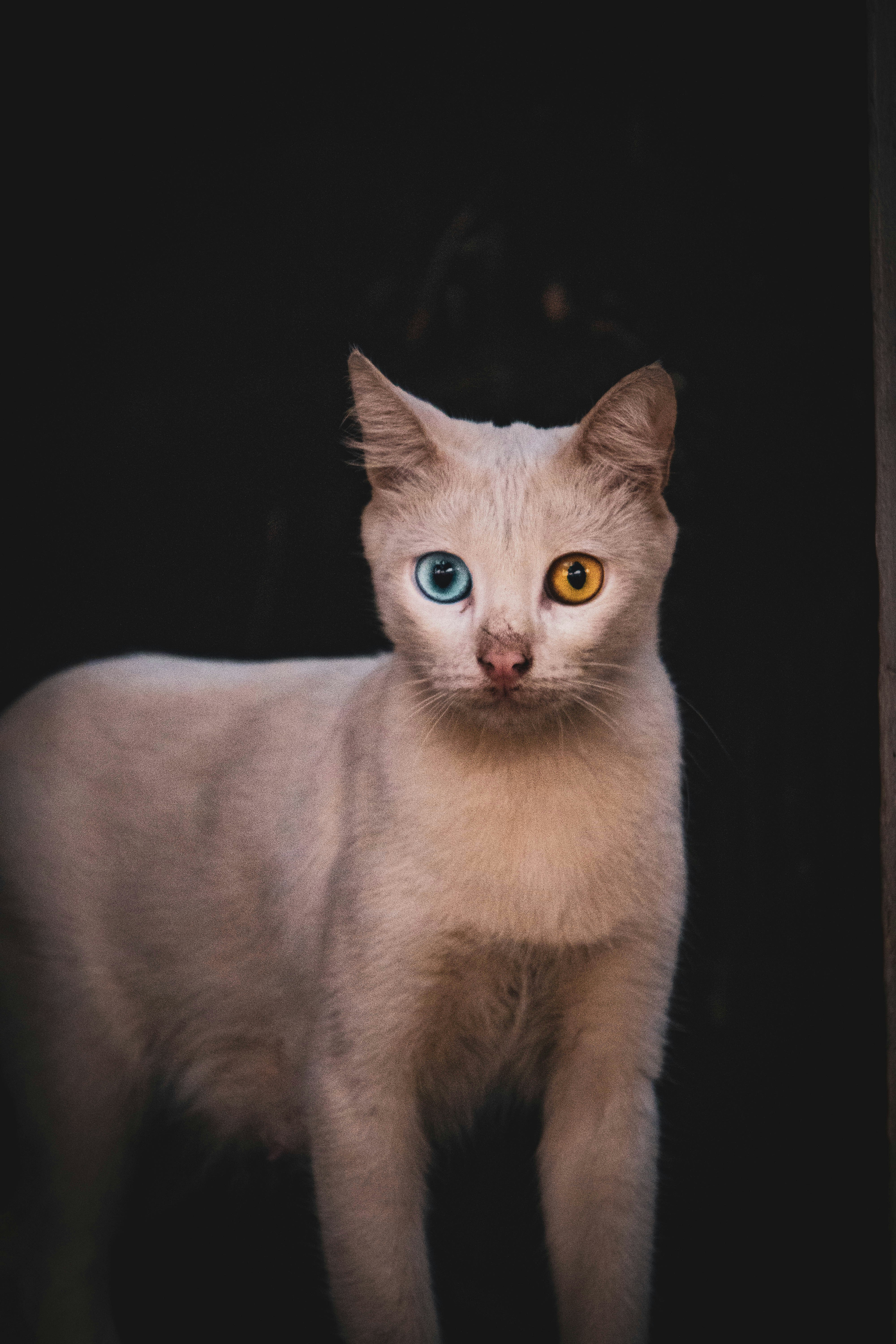 The Genetics Behind Ancient Feline Royalty (image credits: unsplash)
