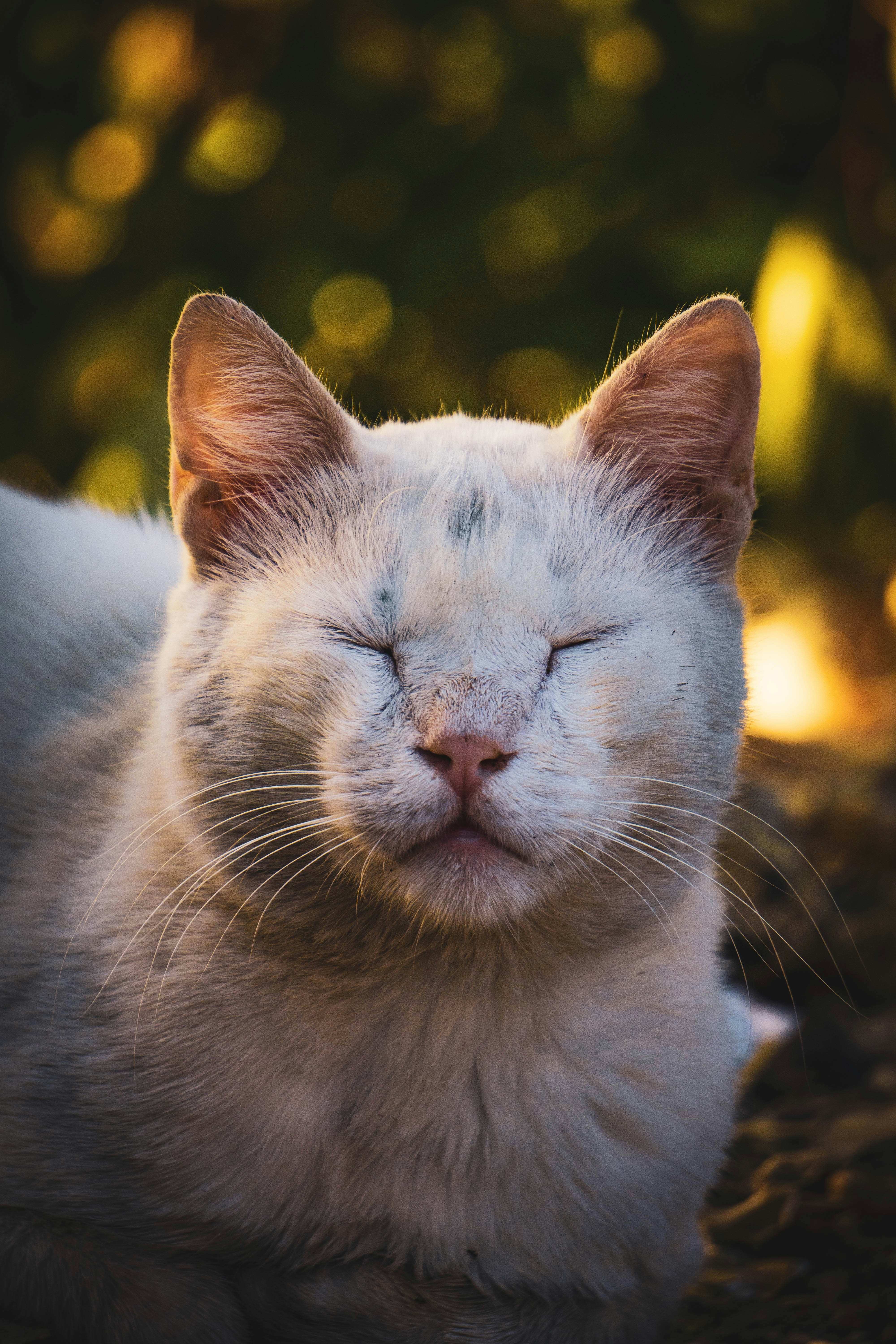 Photo by catsinamman