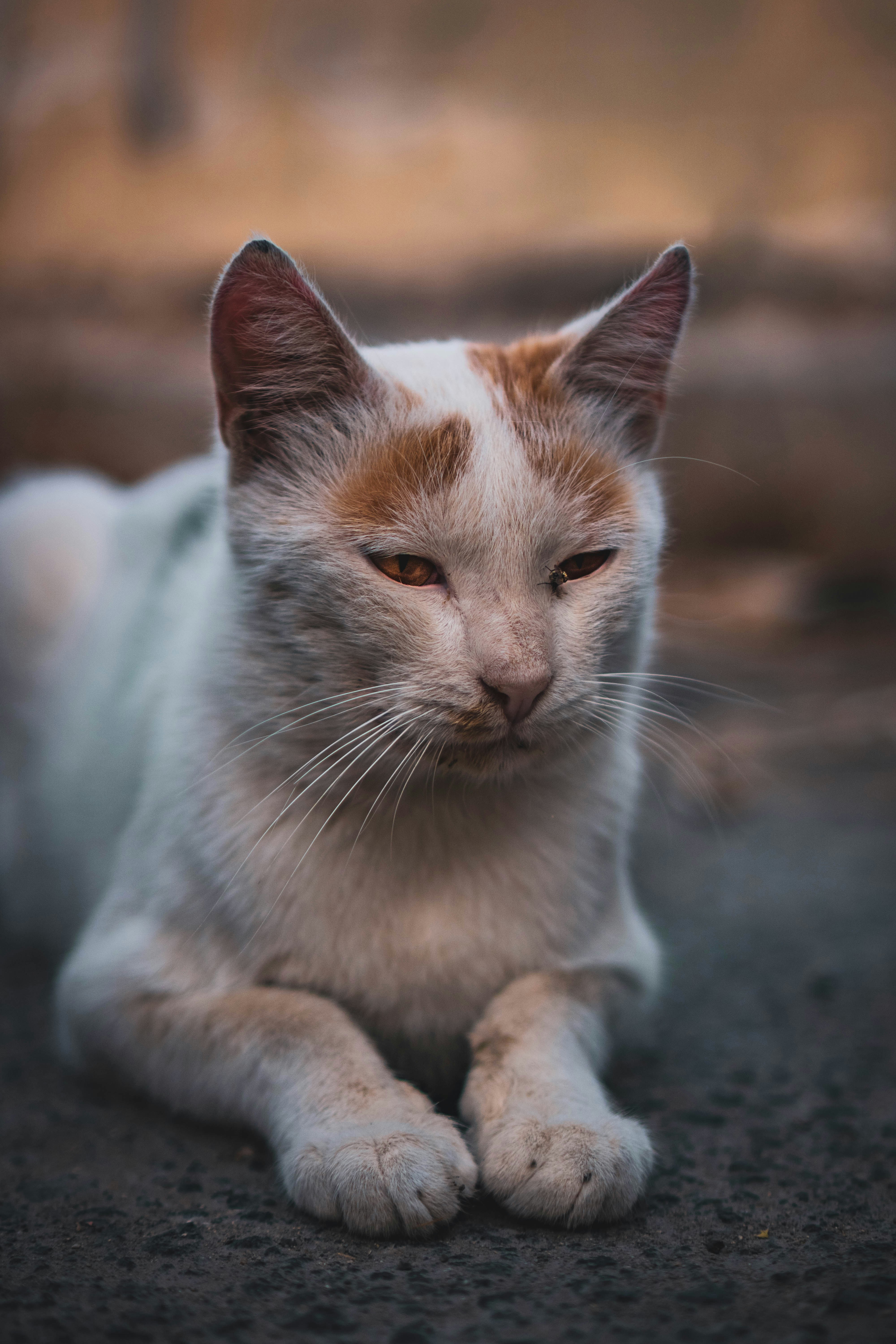 Photo by catsinamman