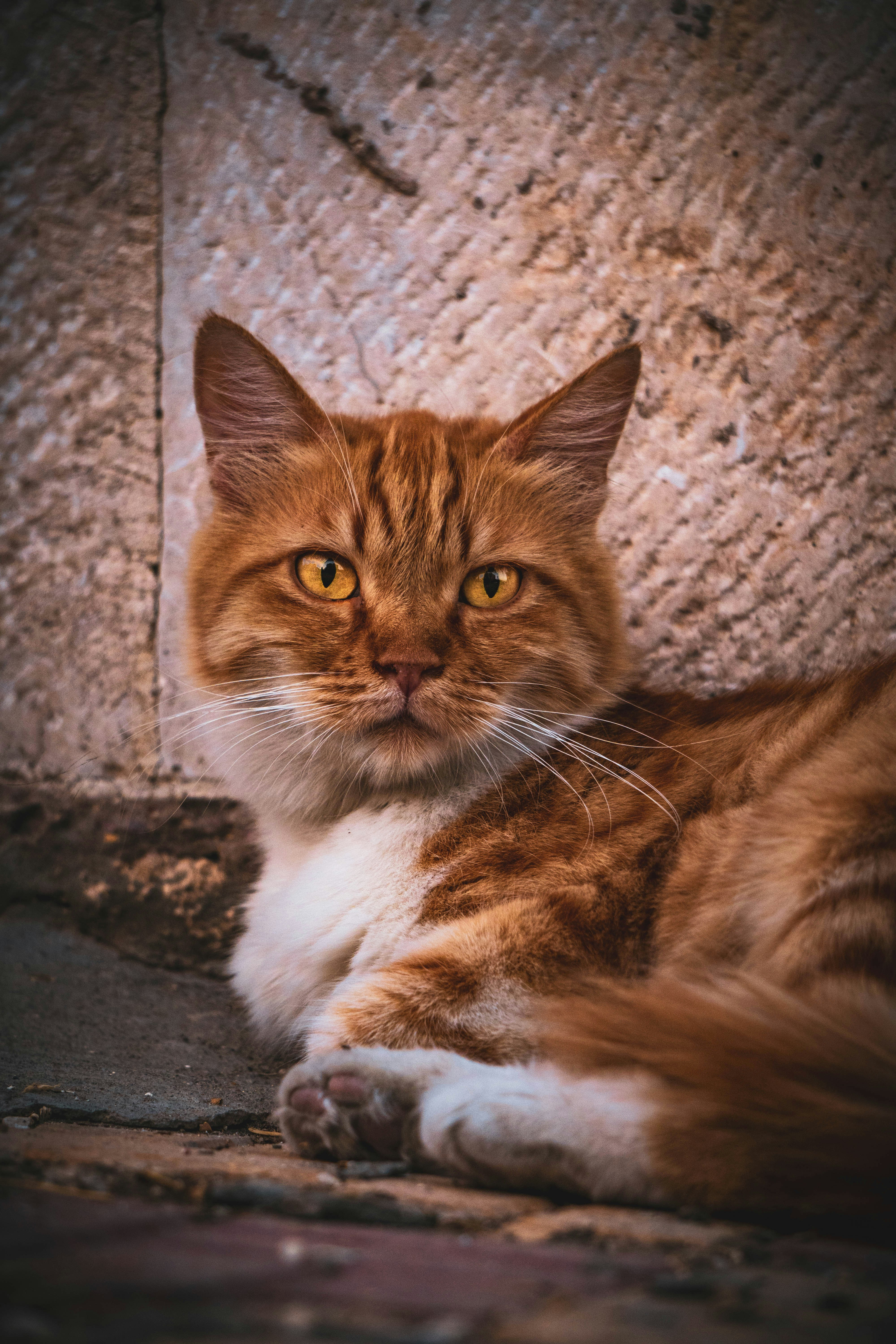 Photo by catsinamman