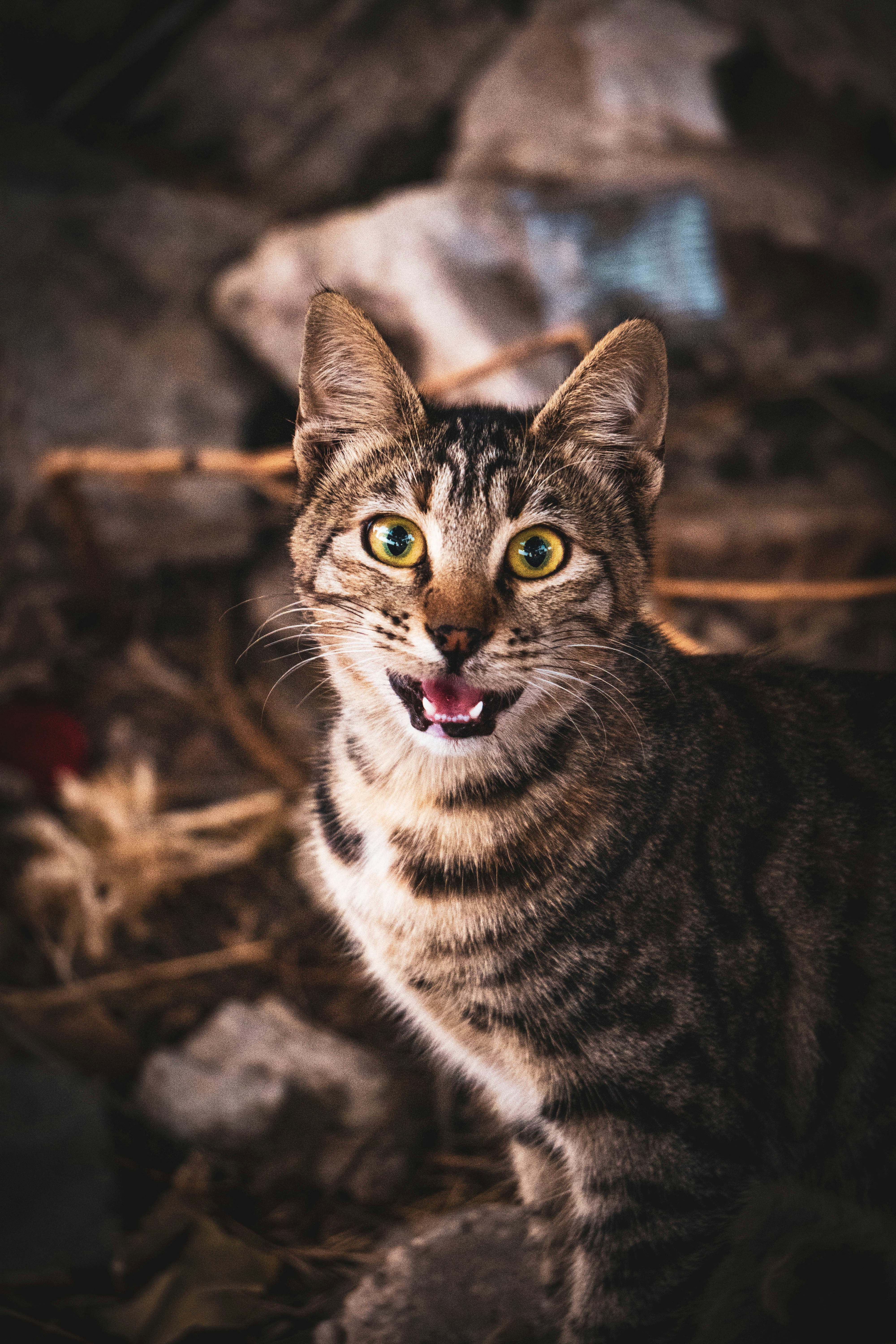 Photo by catsinamman