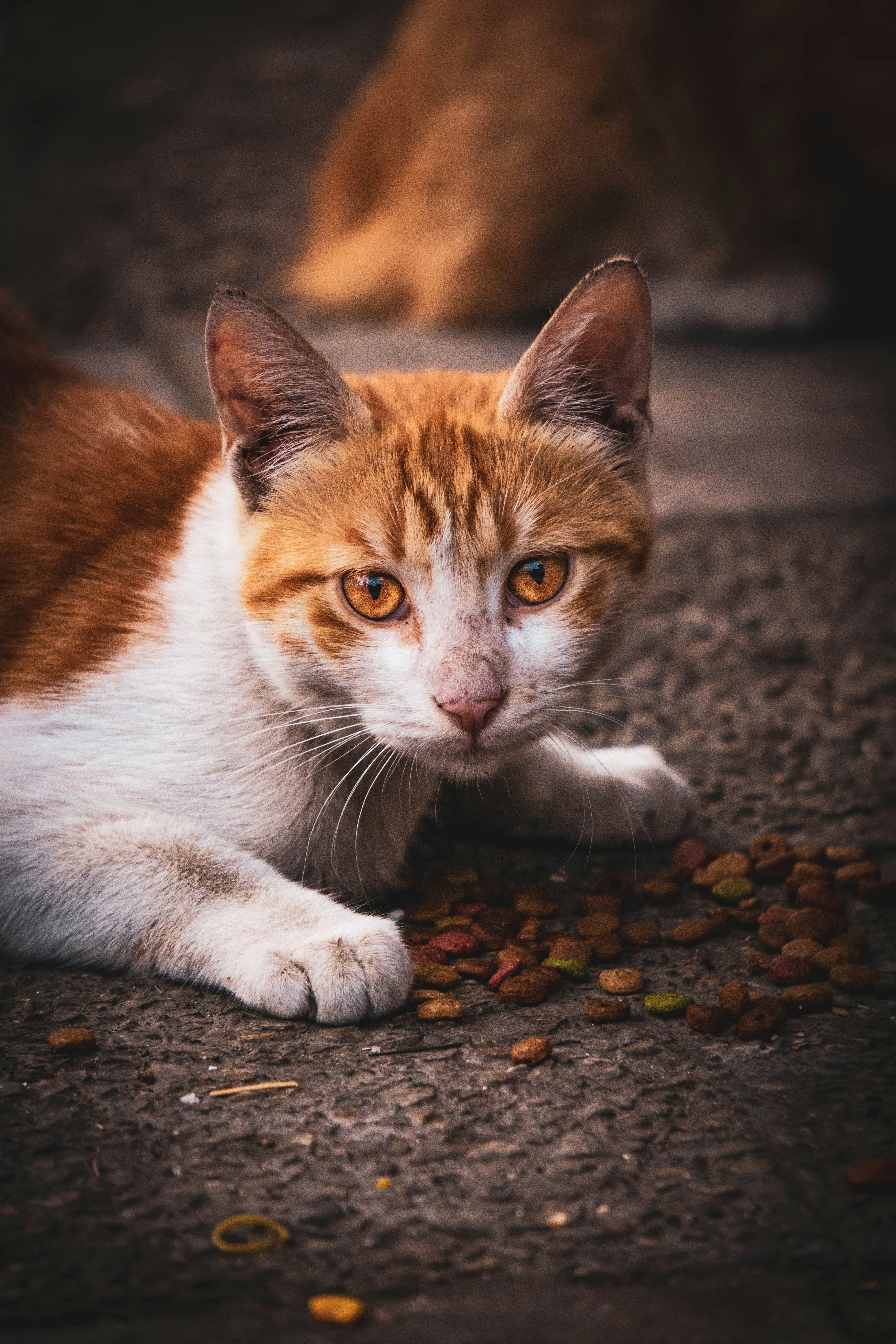 Photo by catsinamman