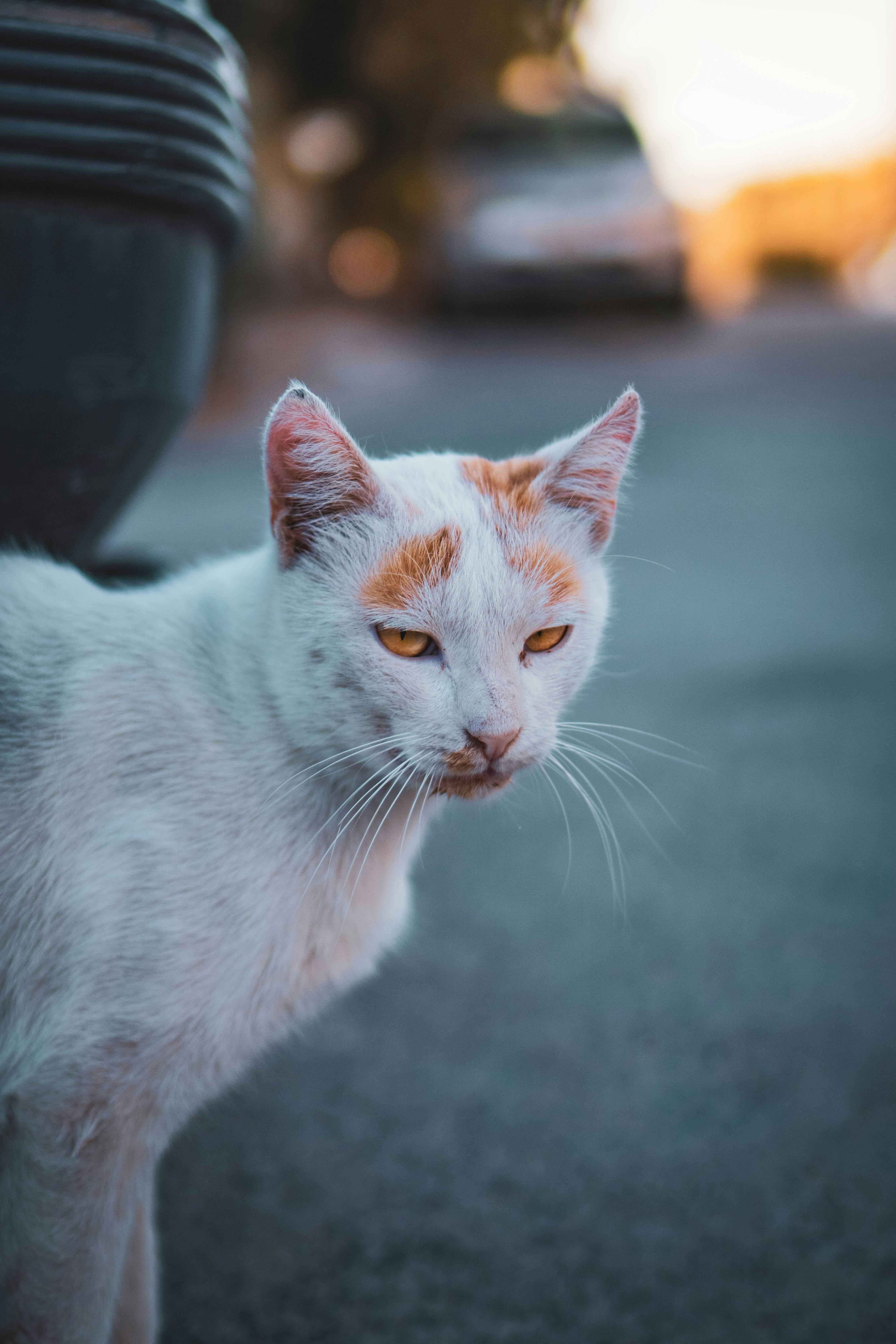 Photo by catsinamman