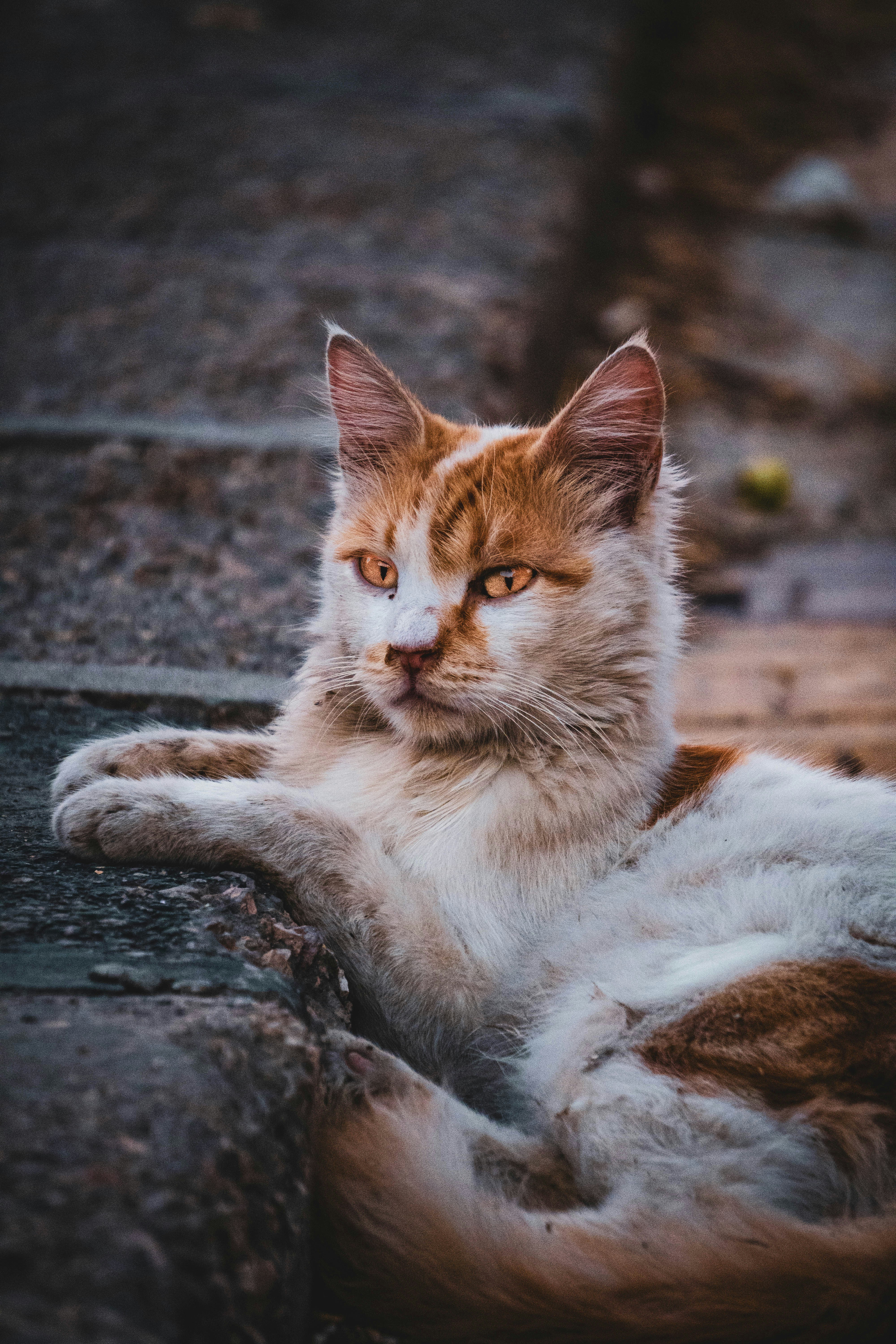 Photo by catsinamman