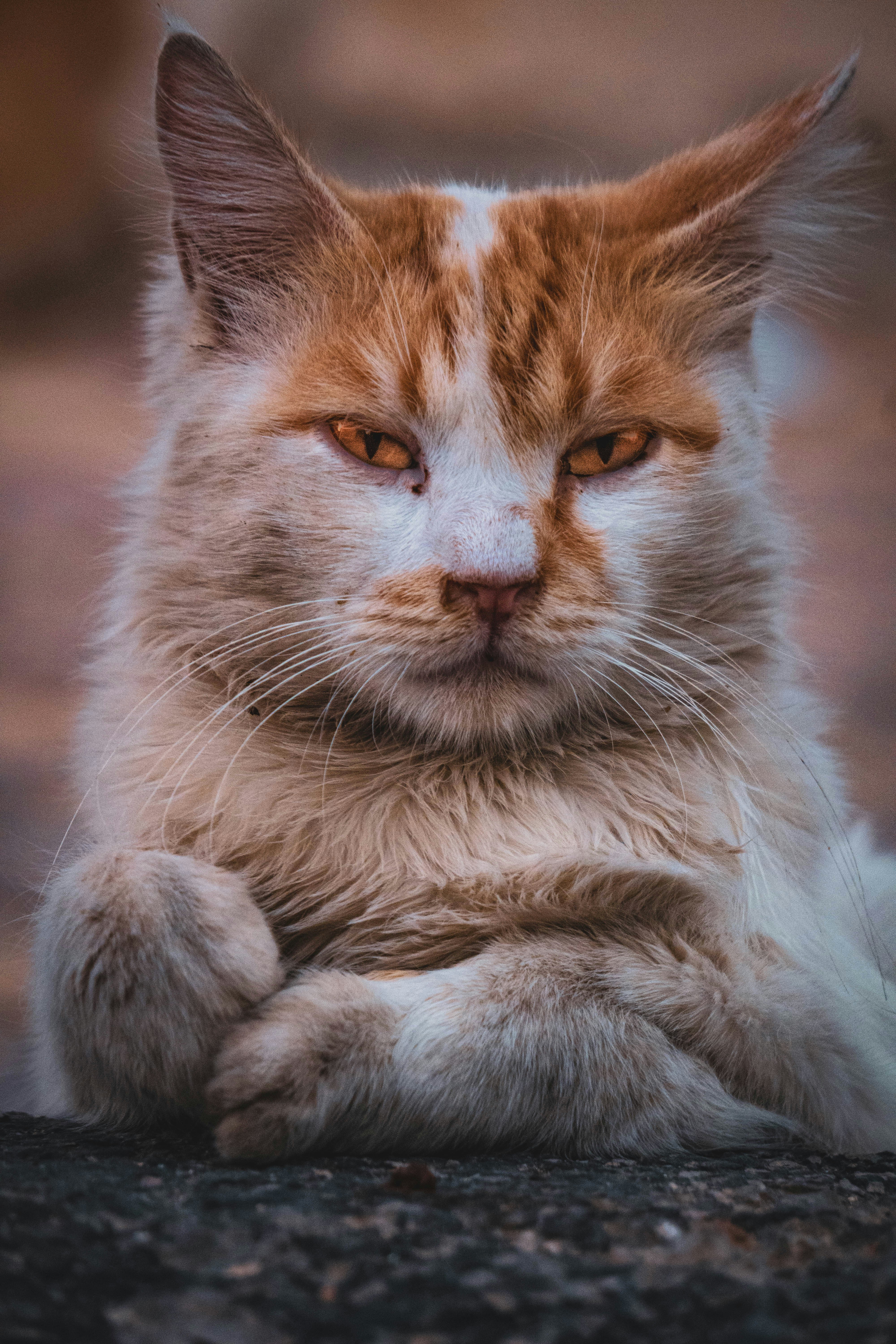 Photo by catsinamman