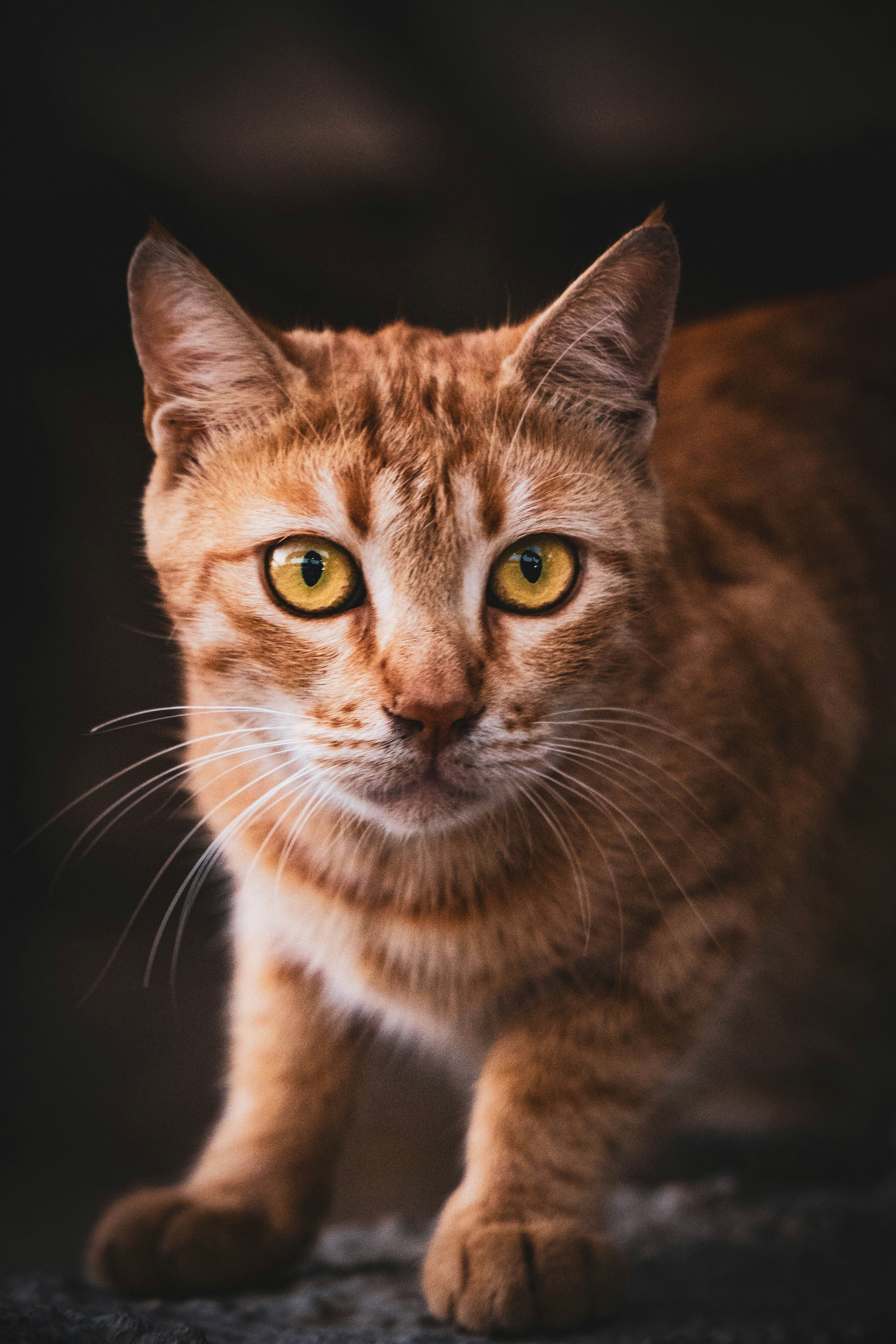 Photo by catsinamman